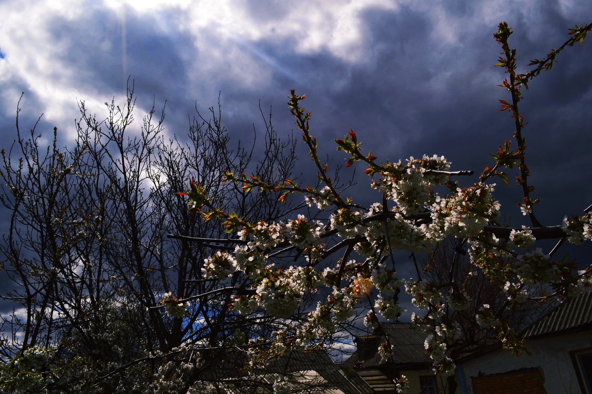 A little spring in your feed - My, The photo, Beginning photographer, Spring, Flowers, Bees, Longpost