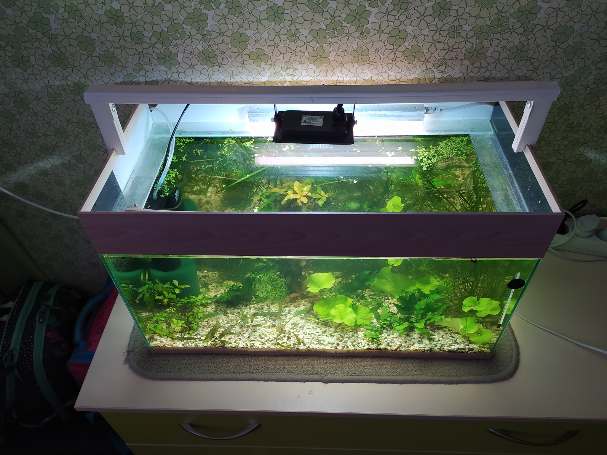 Budget lighting in 20 minutes - Aquarium, Aquarium plants, Aquarium fish, Longpost