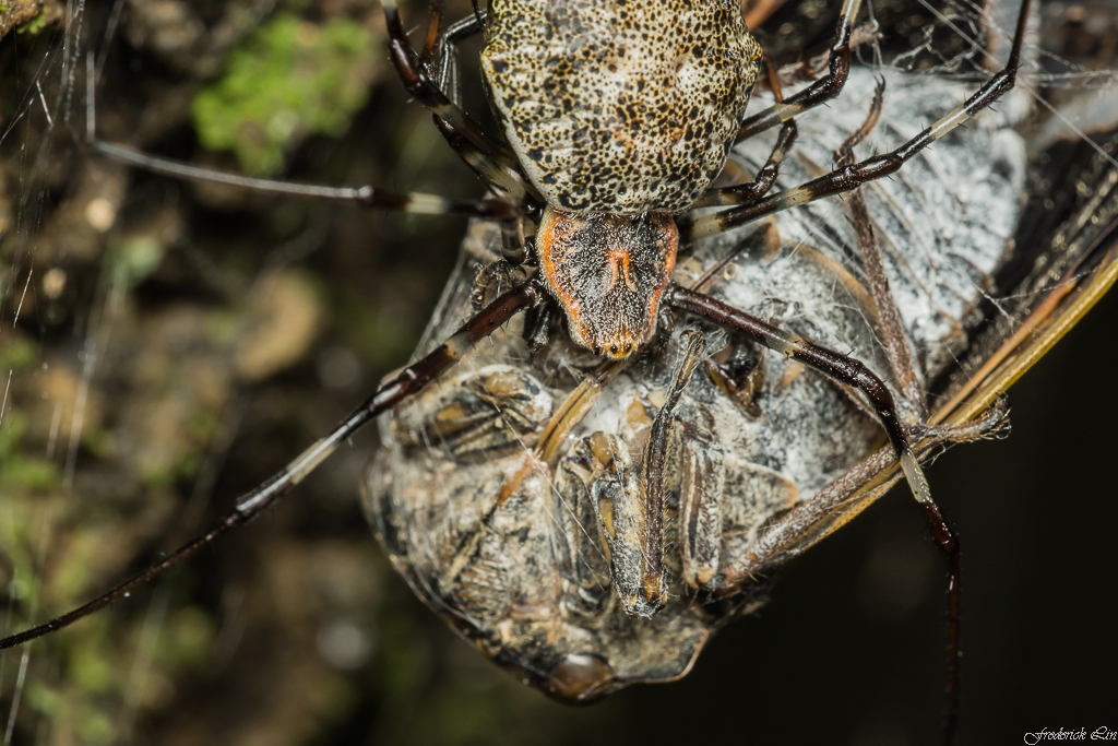 Lolth #15 - Паук, Мат, Длиннопост, Трипофобия