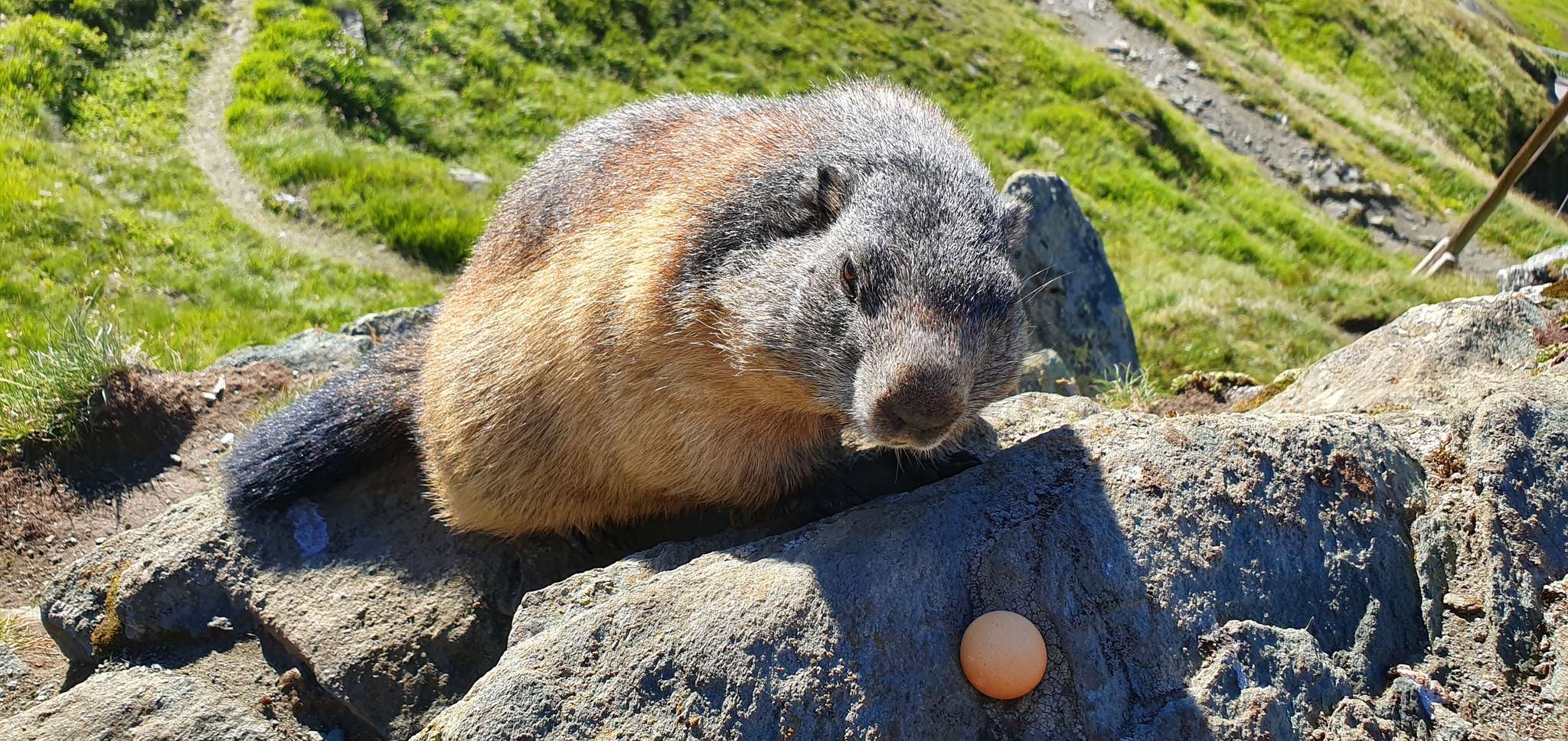 Alpine marmots - My, Austria, Marmot, Alps, Longpost