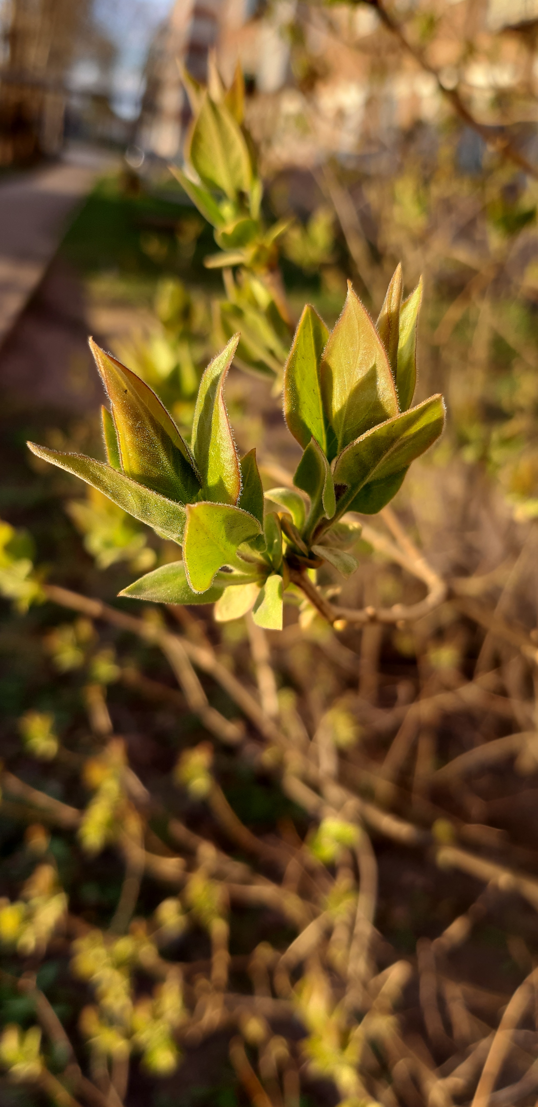 Little things, but nice to watch... - My, Nature, Walk, Spring, Plants, Mobile photography, Longpost