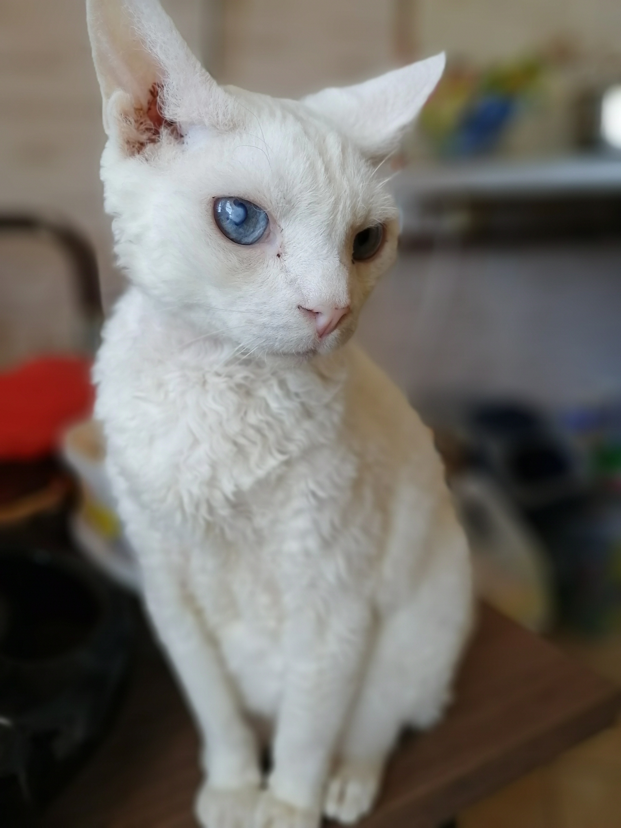 When are you leaving for work?!? - My, cat, Longpost, Blue eyes, Pets