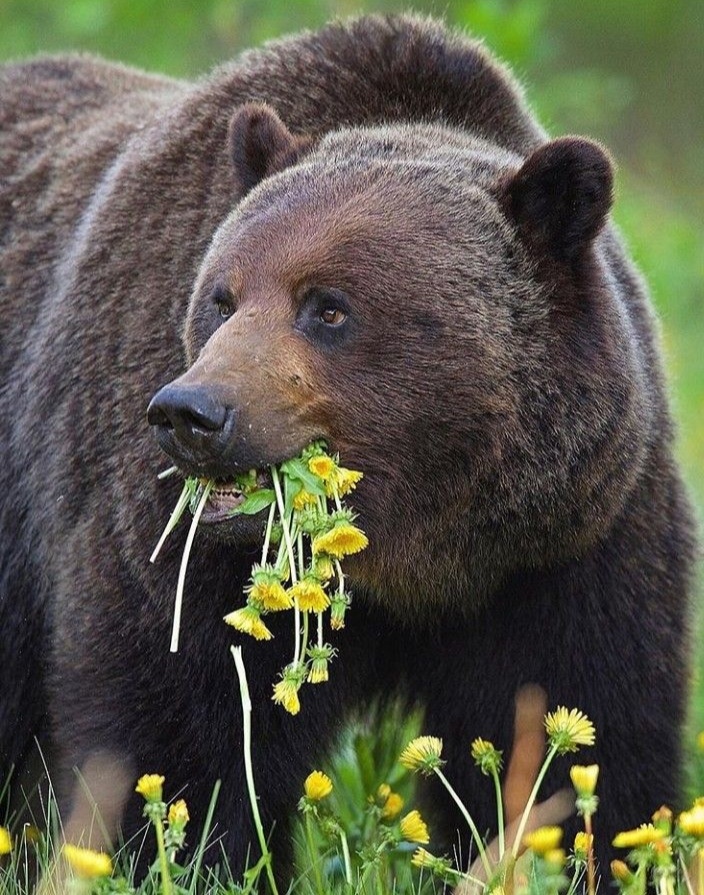 Bouquet for your beloved - The Bears, Dandelion, Bouquet