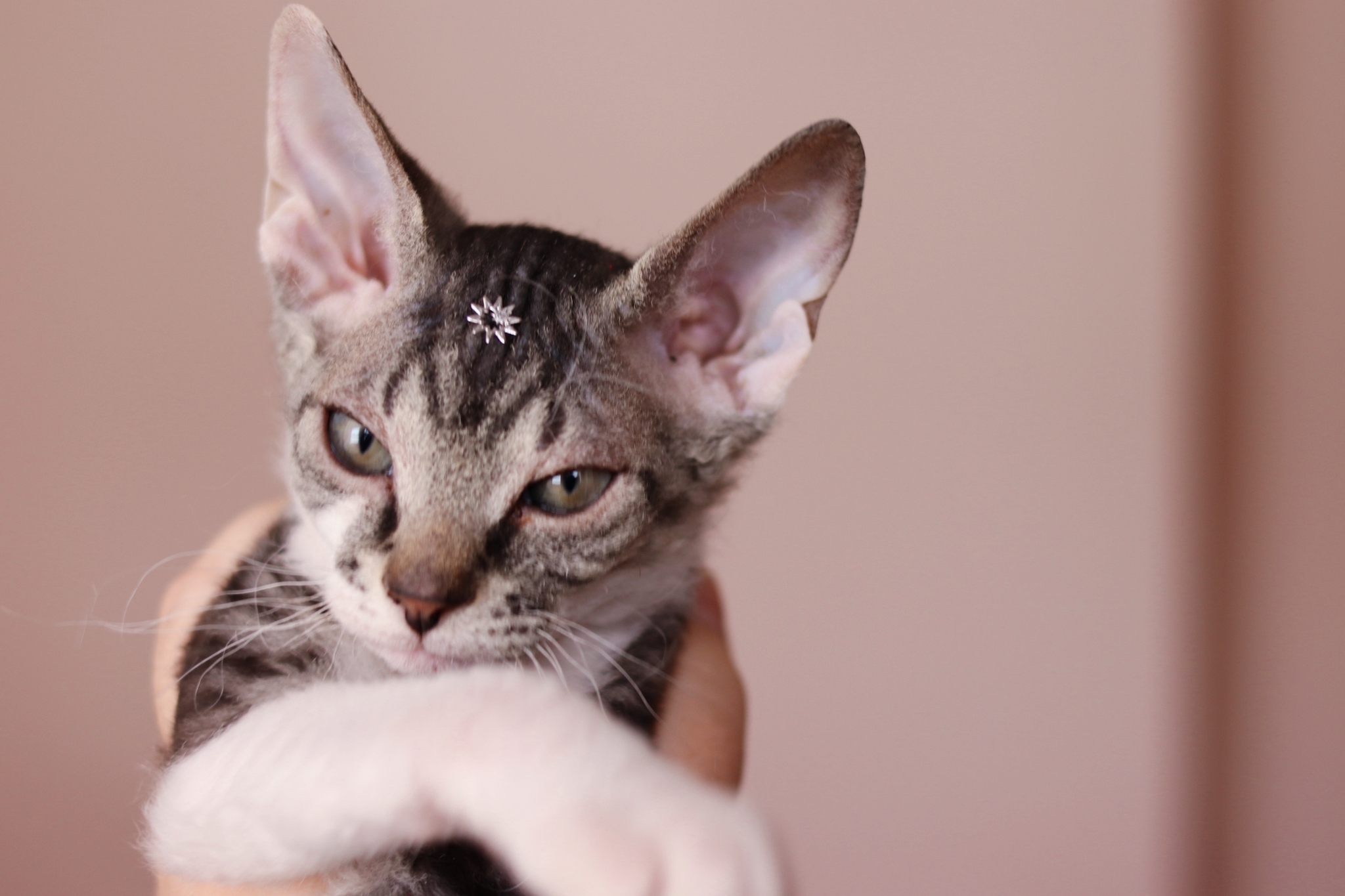 Star in the forehead - My, Pets, Velour Sphinx, Easter, Longpost, cat, Kittens