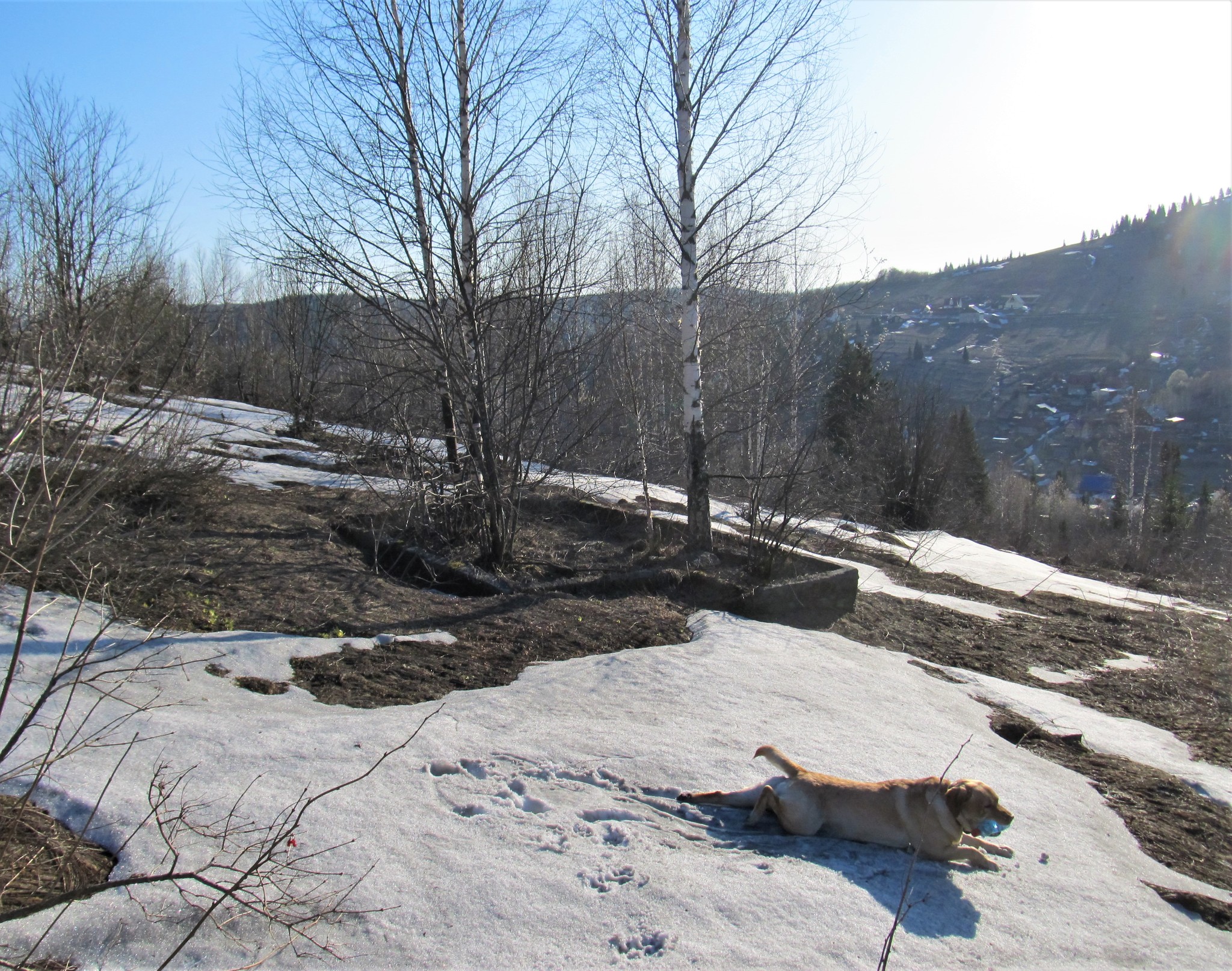 Until the ticks woke up - My, Spring, Walk, Nature, Gornaya Shoria, Dog, Labrador, Video, Longpost