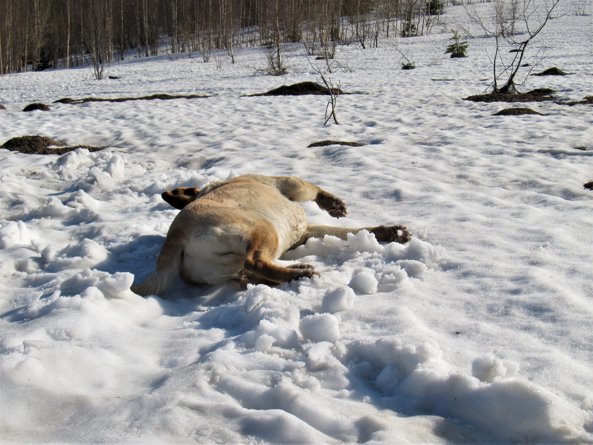 Until the ticks woke up - My, Spring, Walk, Nature, Gornaya Shoria, Dog, Labrador, Video, Longpost