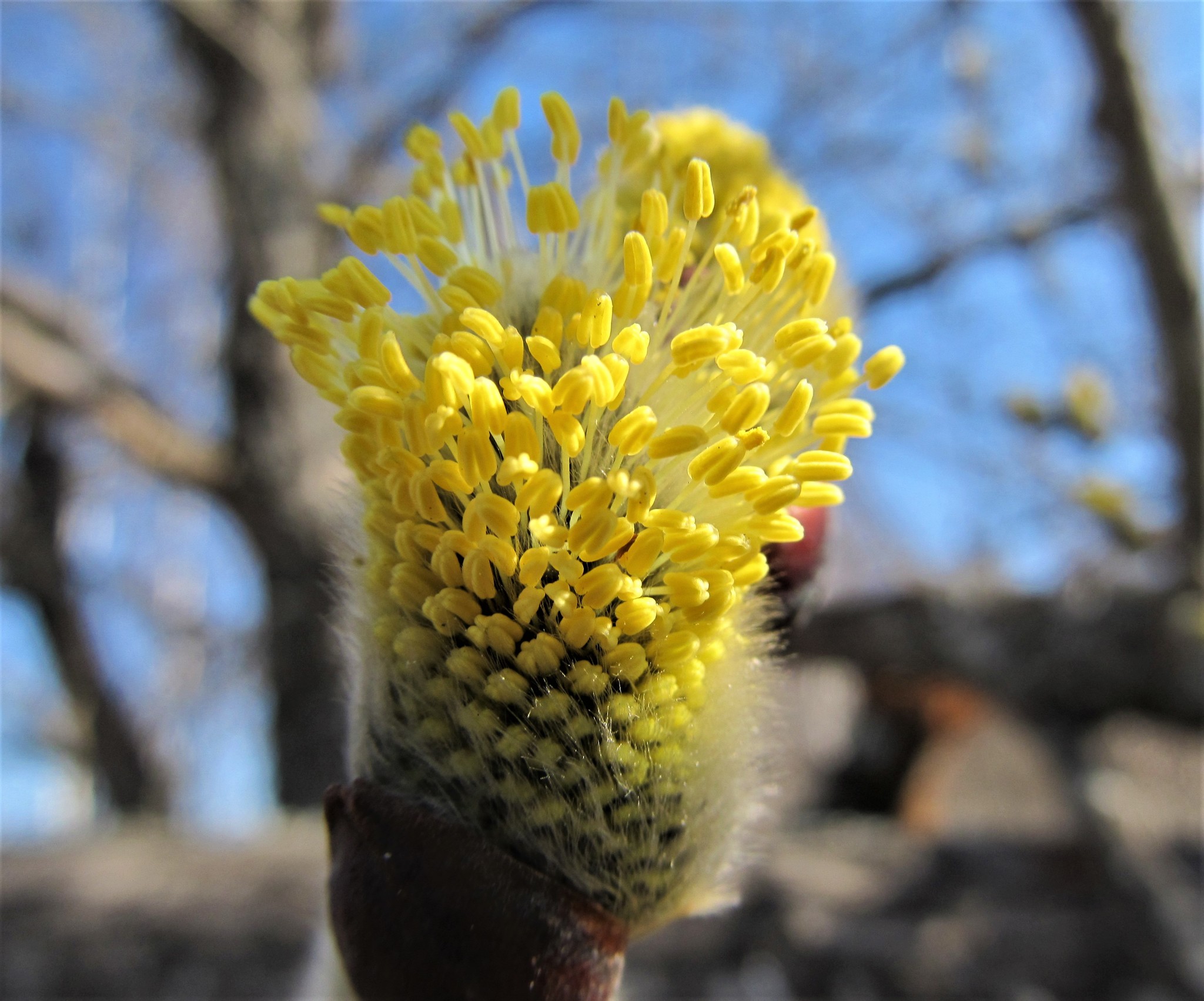 Until the ticks woke up - My, Spring, Walk, Nature, Gornaya Shoria, Dog, Labrador, Video, Longpost