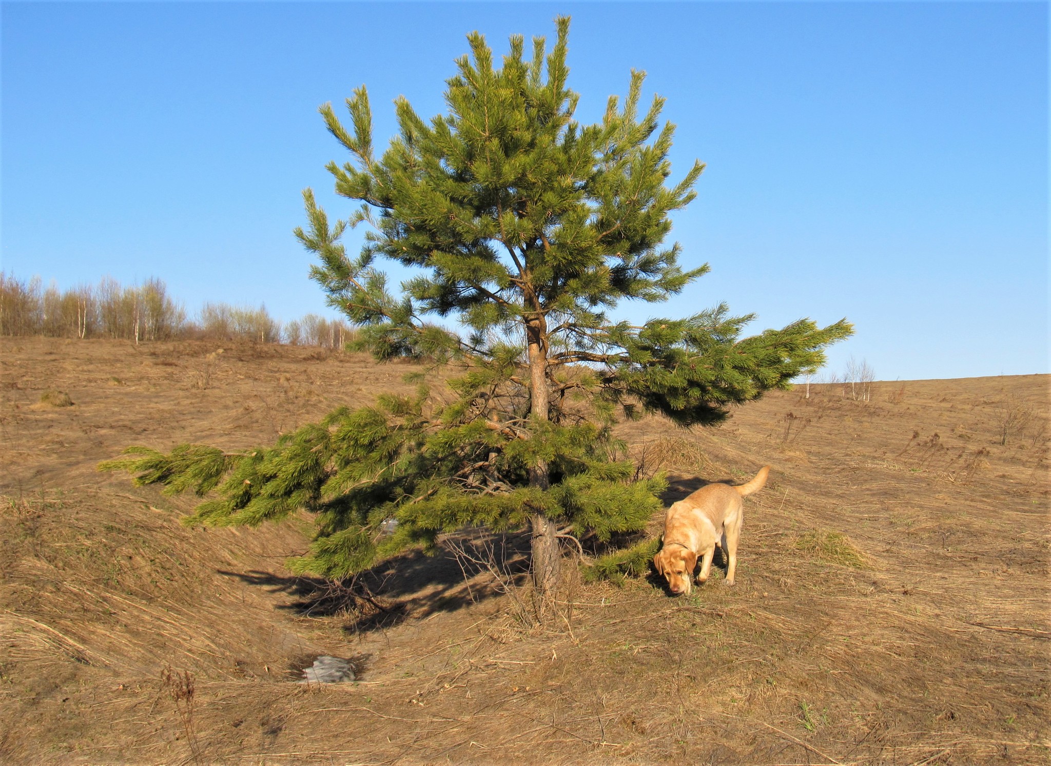 Until the ticks woke up - My, Spring, Walk, Nature, Gornaya Shoria, Dog, Labrador, Video, Longpost