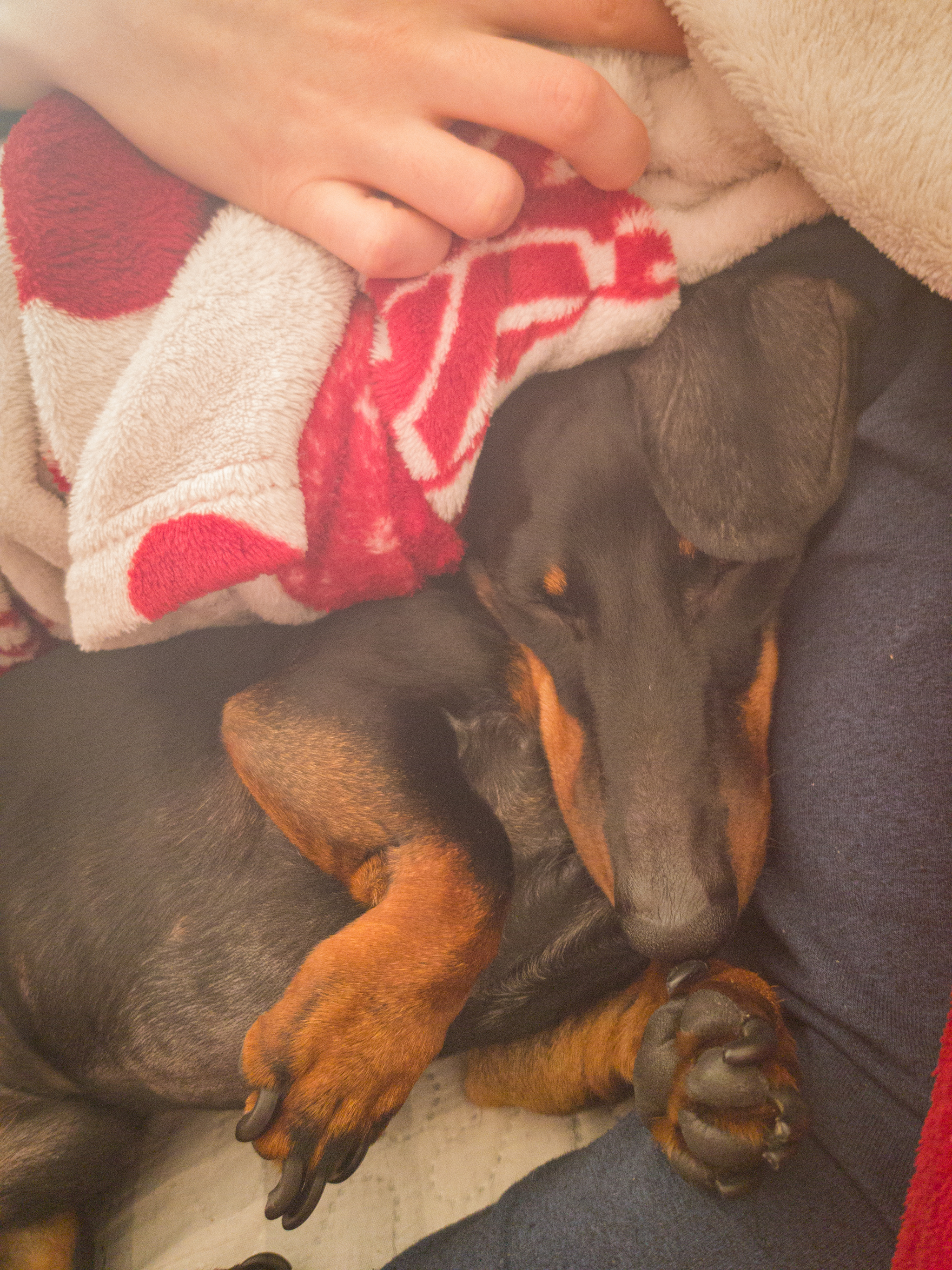 When I ate Easter cake - My, Dogs and people, Dachshund, Rabbit Dachshund, Dwarf dachshund, Dog, Easter, Food