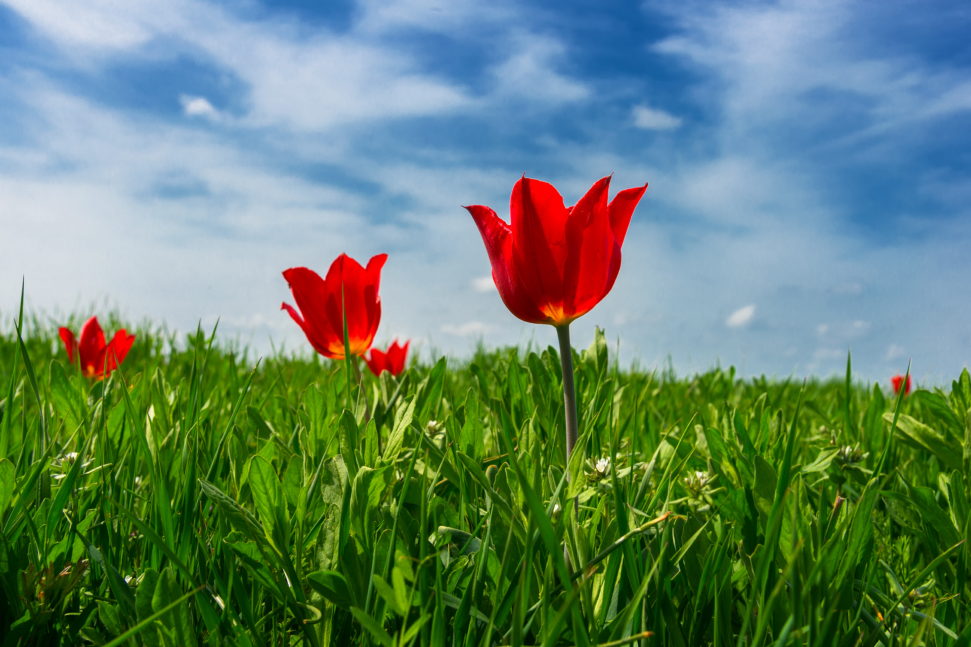 Wild tulips of Kalmykia - My, Schrenck tulips, Kalmykia, Spring, Longpost