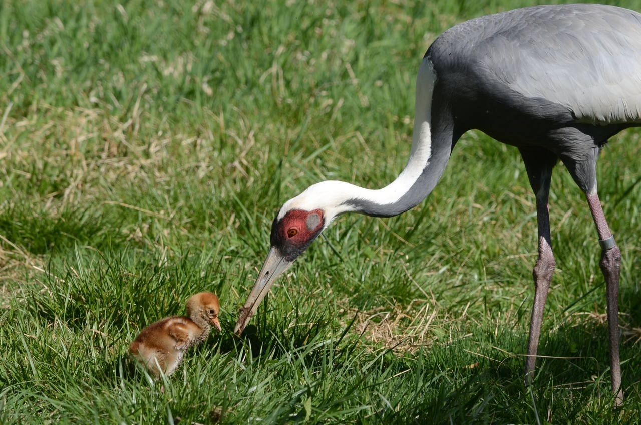 Animal News - My, Cranes, Ornithology, Red Book, Endangered species, Replenishment, Chick