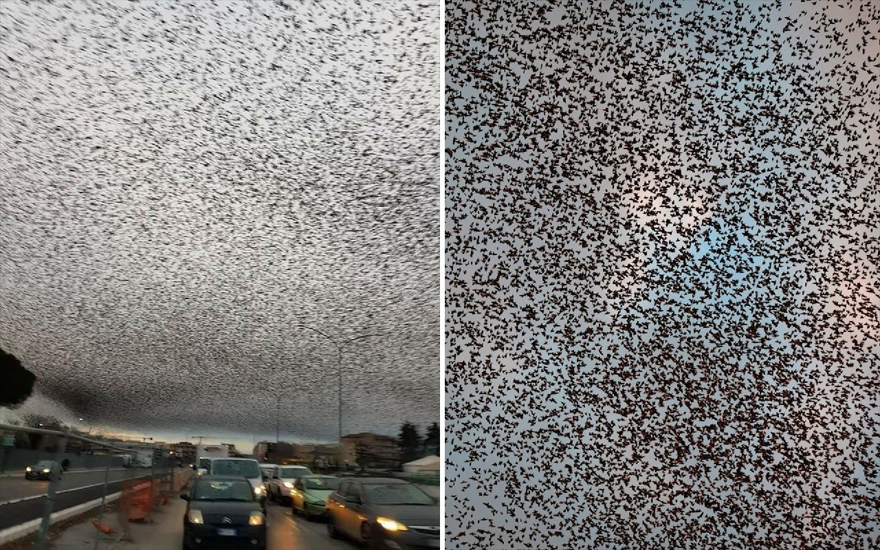 Thousands of starlings in the sky over Rome - Starling, Birds, Murmuratsiya