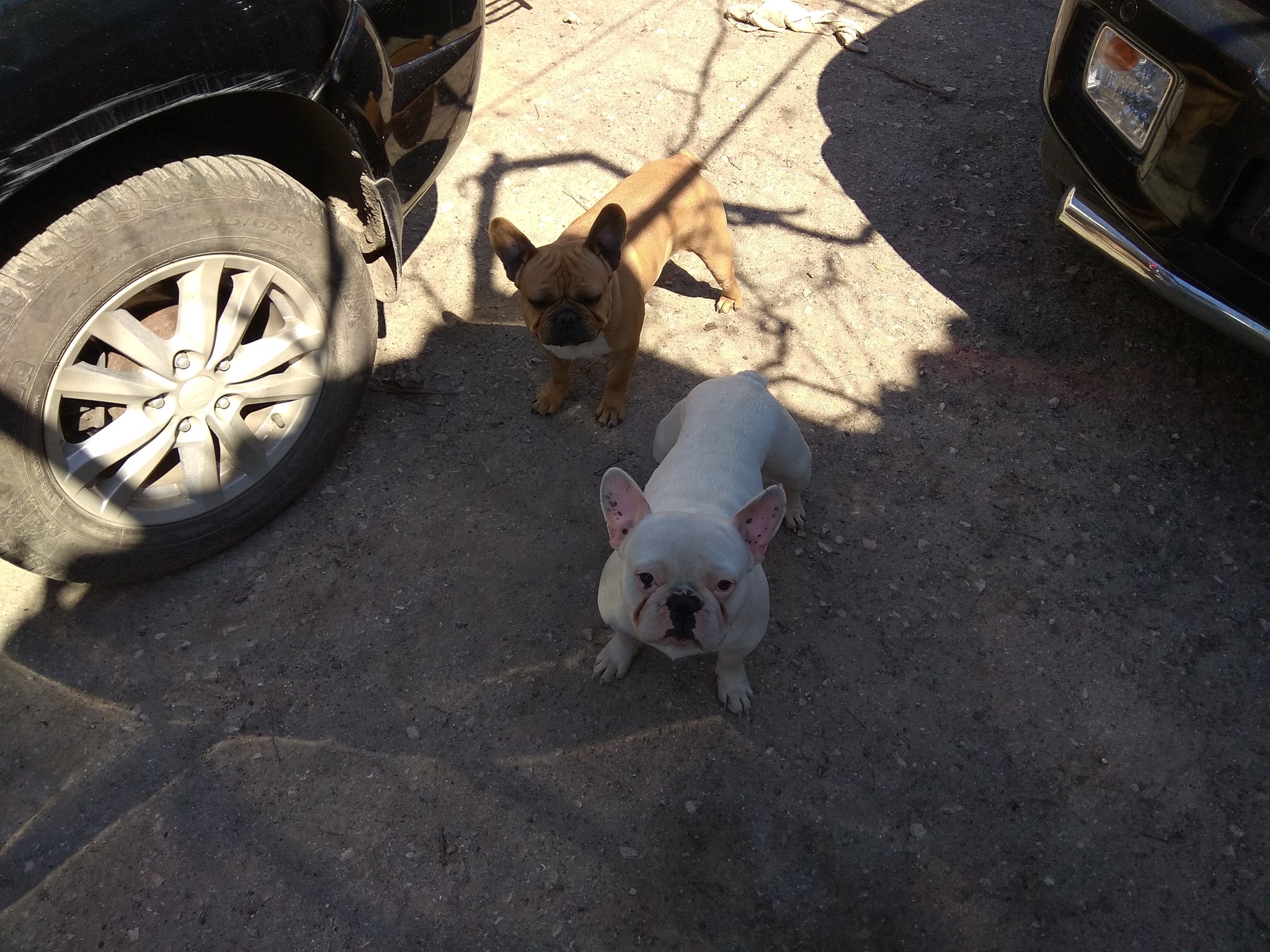 Meet Veniamin and Georgy) - My, Dog, French Bulldog, Pets, Longpost