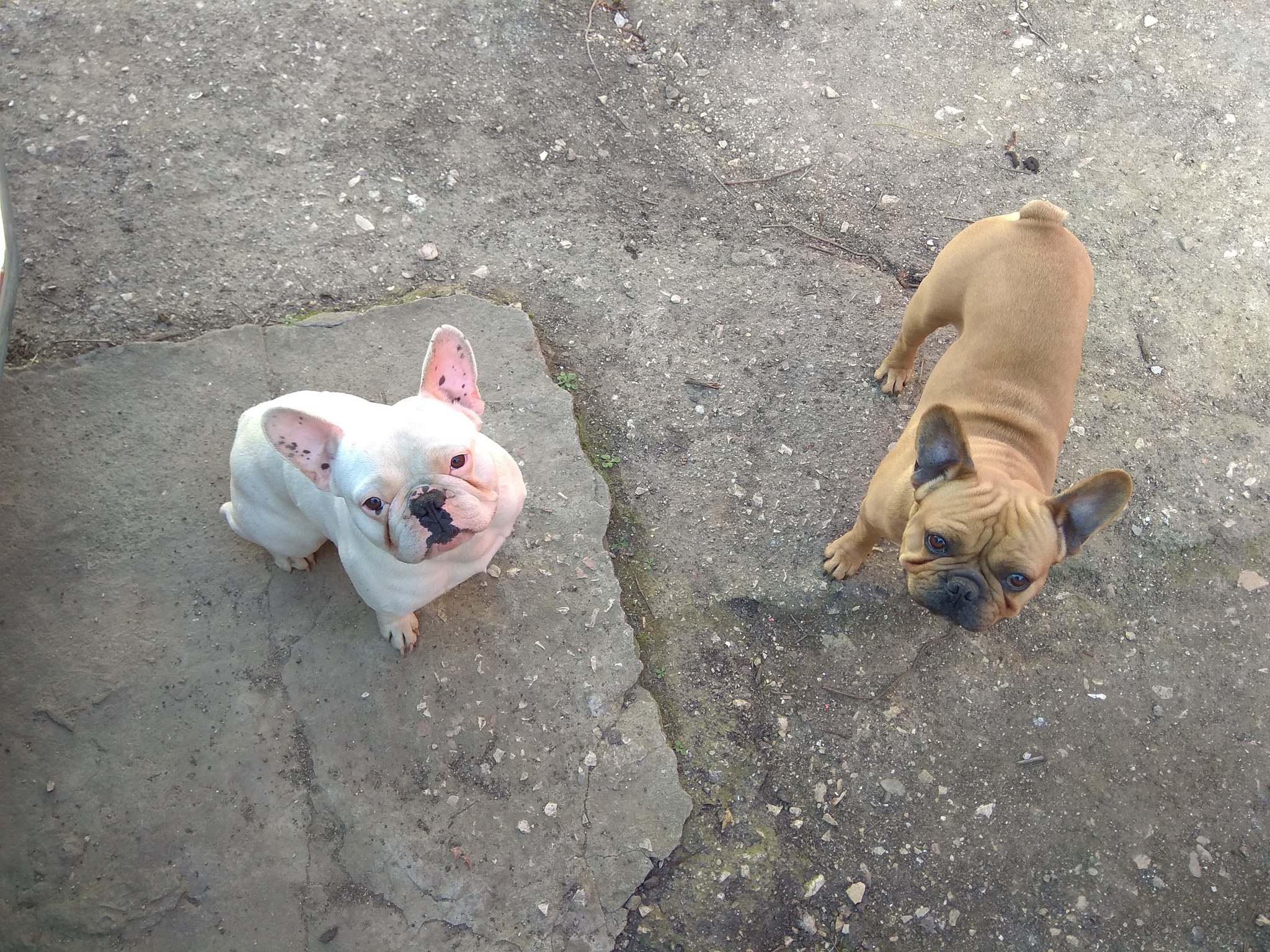 Meet Veniamin and Georgy) - My, Dog, French Bulldog, Pets, Longpost