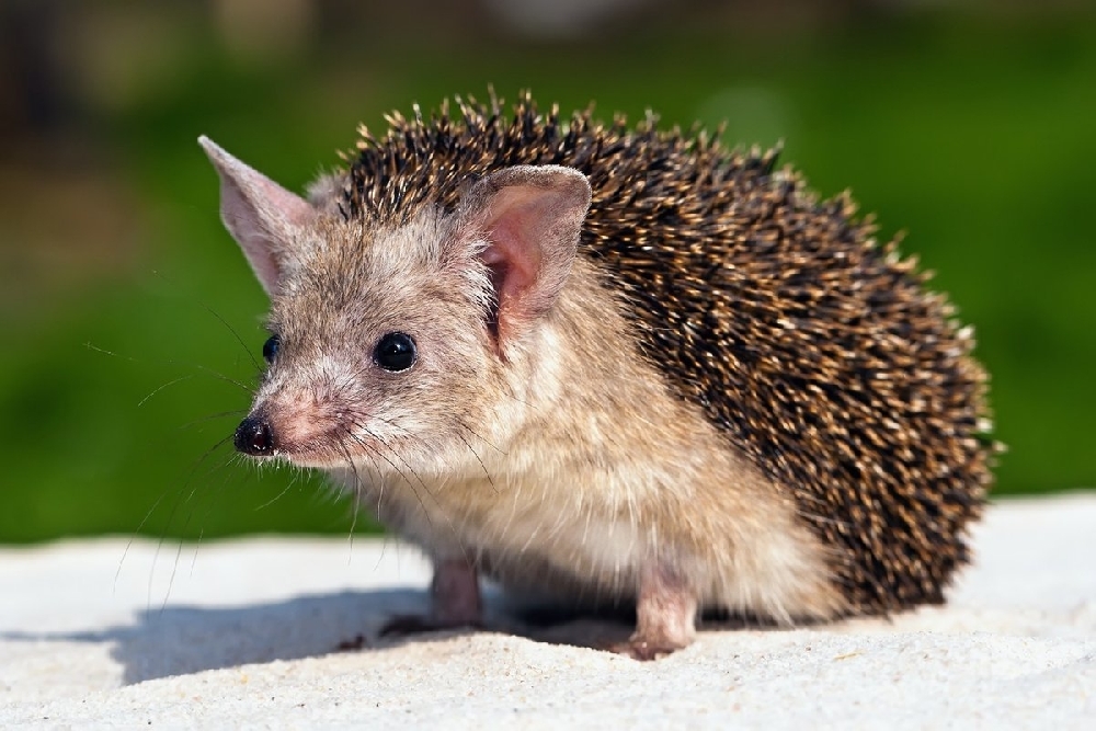 Not everything that looks like a hedgehog is a hedgehog! - My, Hedgehog, Porcupine, Echidna, Tenrek, Diversity, Nature, Animals, Informative, Longpost