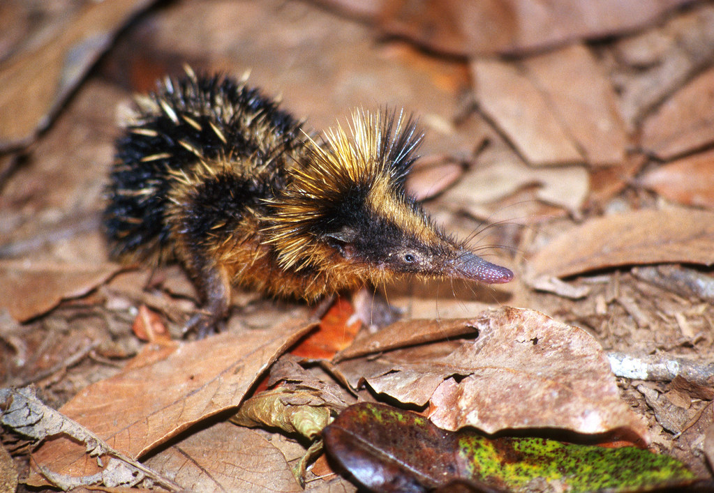 Not everything that looks like a hedgehog is a hedgehog! - My, Hedgehog, Porcupine, Echidna, Tenrek, Diversity, Nature, Animals, Informative, Longpost