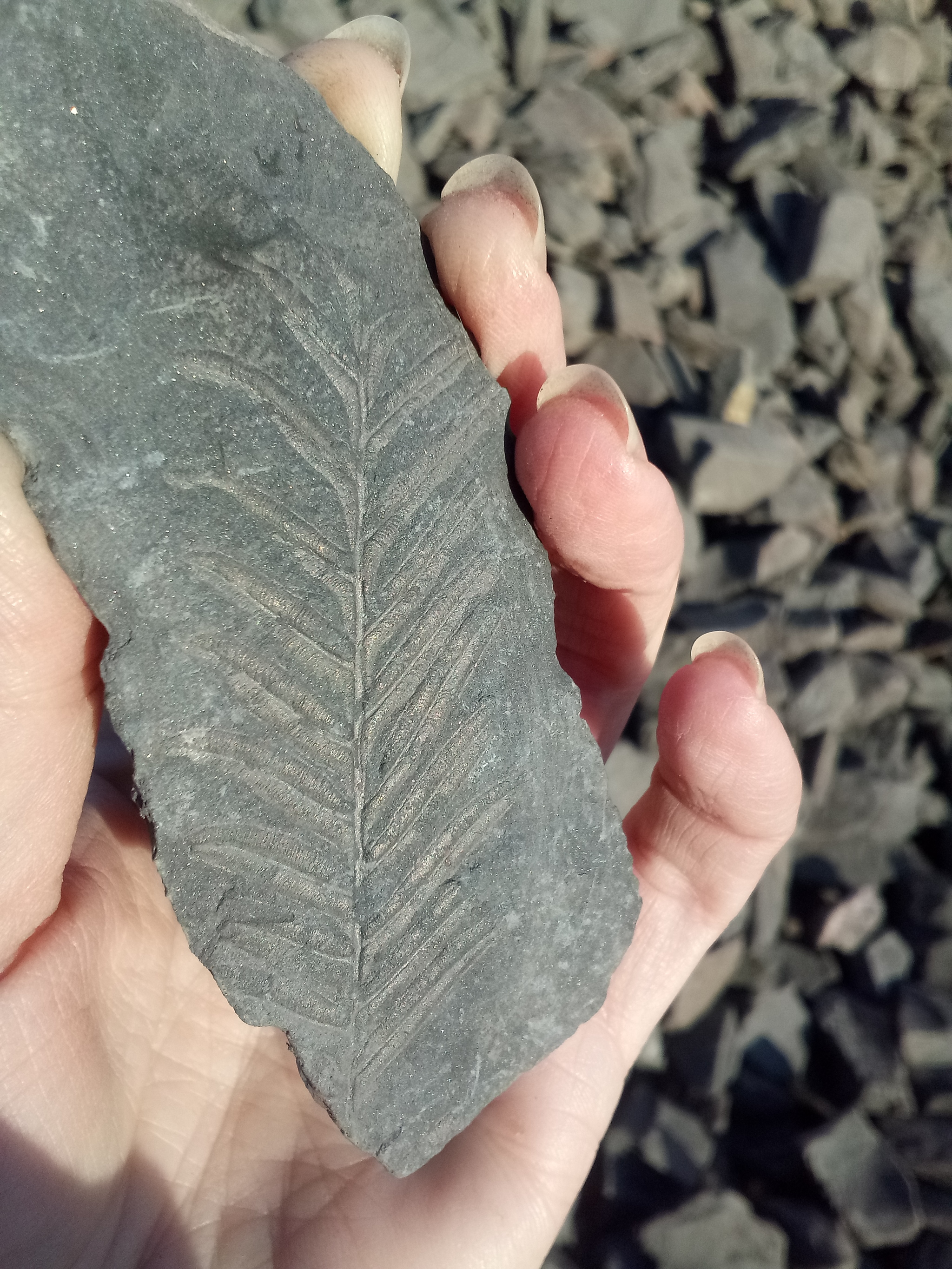 Pebble with a plant imprint - My, Past, A rock, Fossils, Longpost, Geology, Fossils