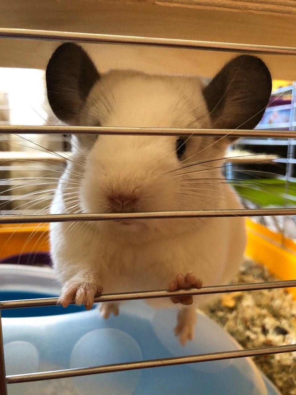 Take care of your pets - My, Negative, Chinchilla, Error, Longpost