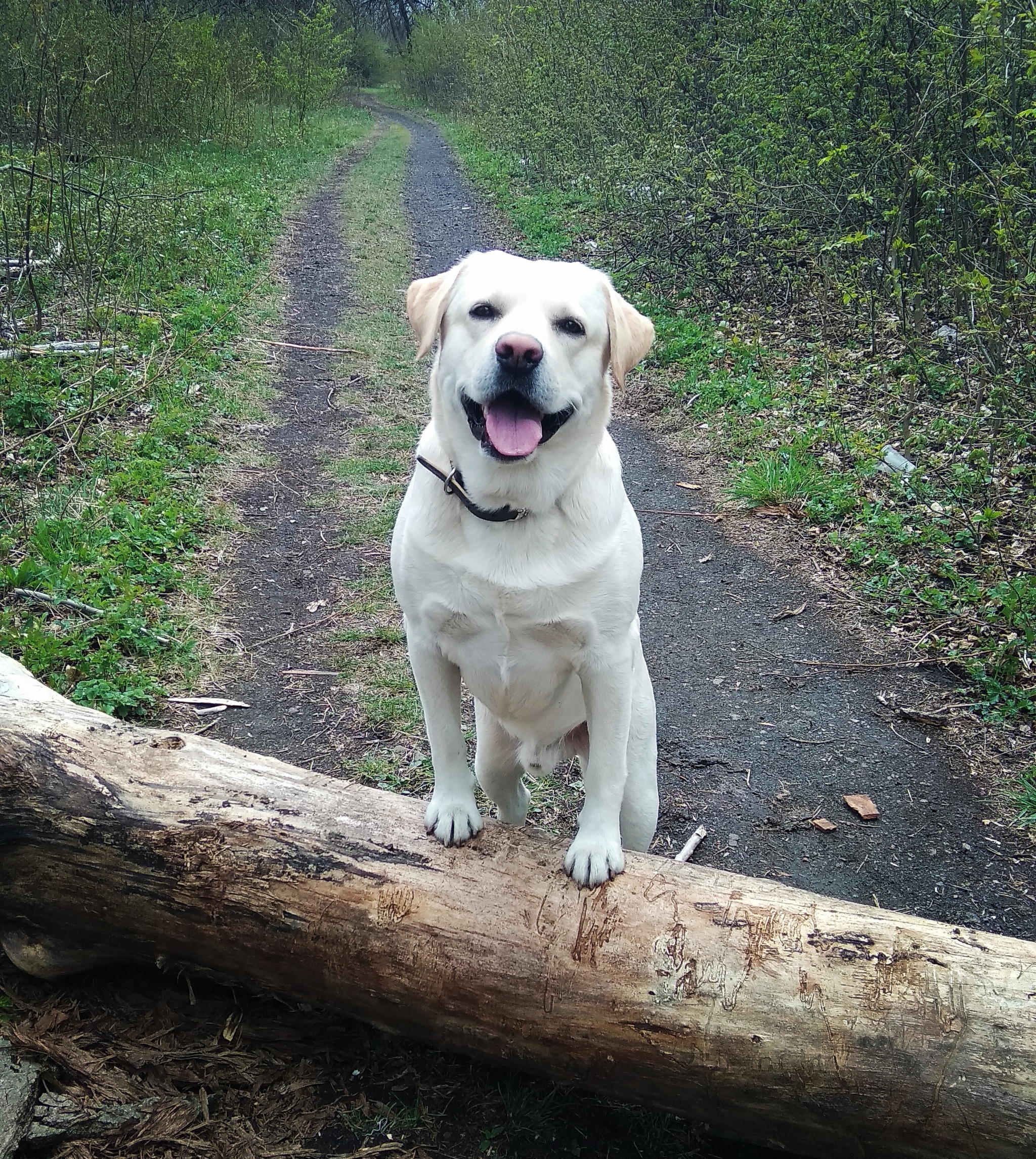 Learn from dogs! - My, Labrador, Dog, Friend, Happiness