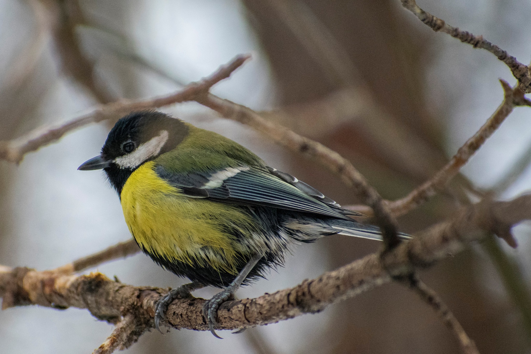 Pants wet - My, Biology, Ornithology, Animals, Birds, Tit, The photo