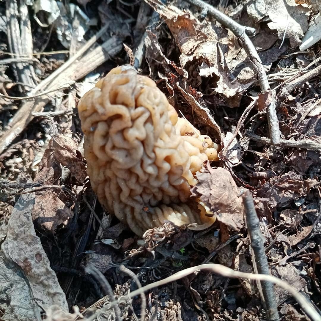 A little spring and nature! - My, Bees, Spring, Morels, Longpost