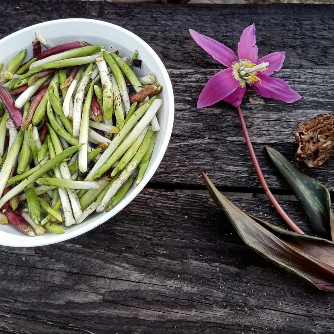 A little spring and nature! - My, Bees, Spring, Morels, Longpost