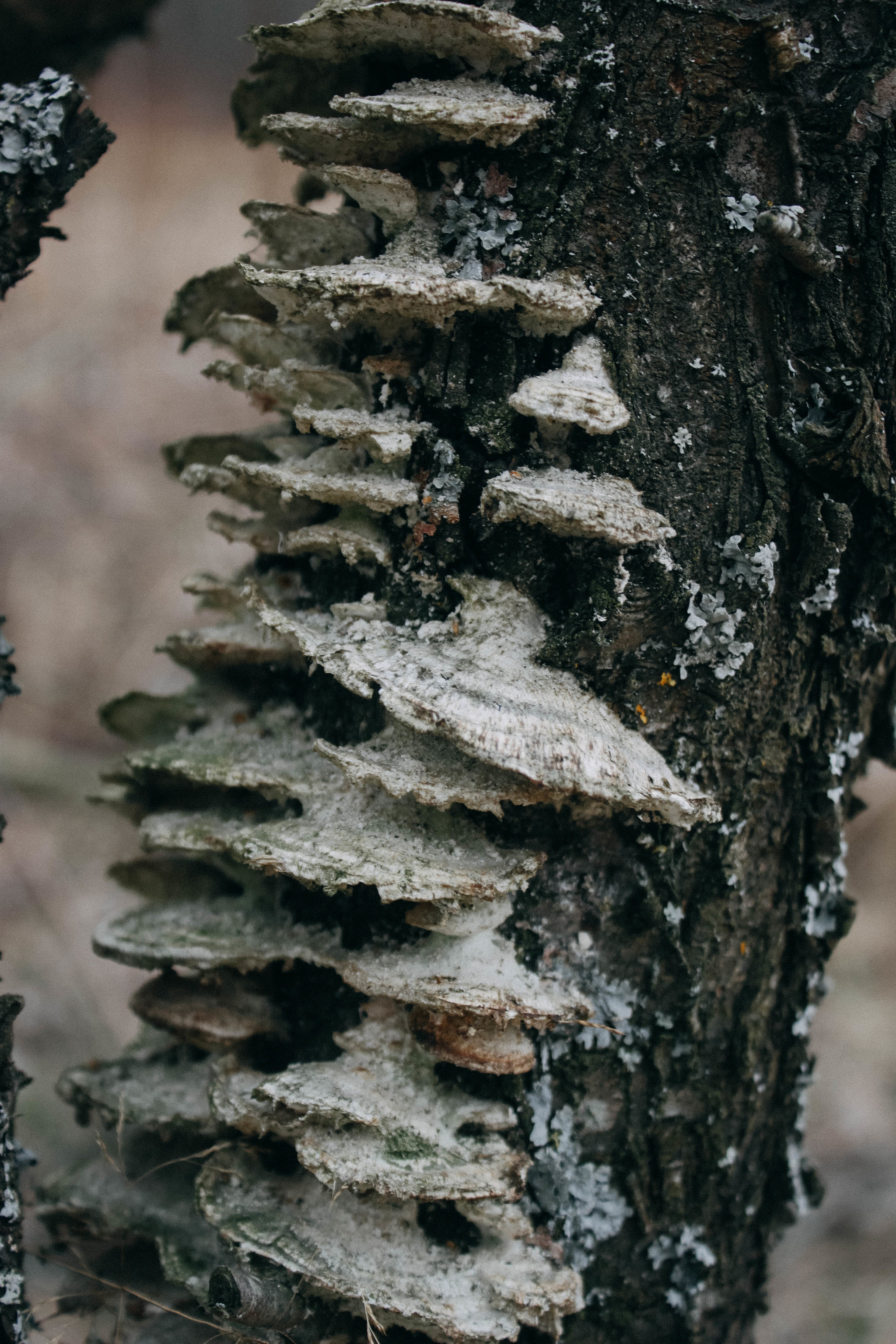 Walks of the Forest Witch - My, Forest, Nature, Frogs, Mushrooms, Rose hip, atmospheric place, Dusk, Canon 500D, Longpost