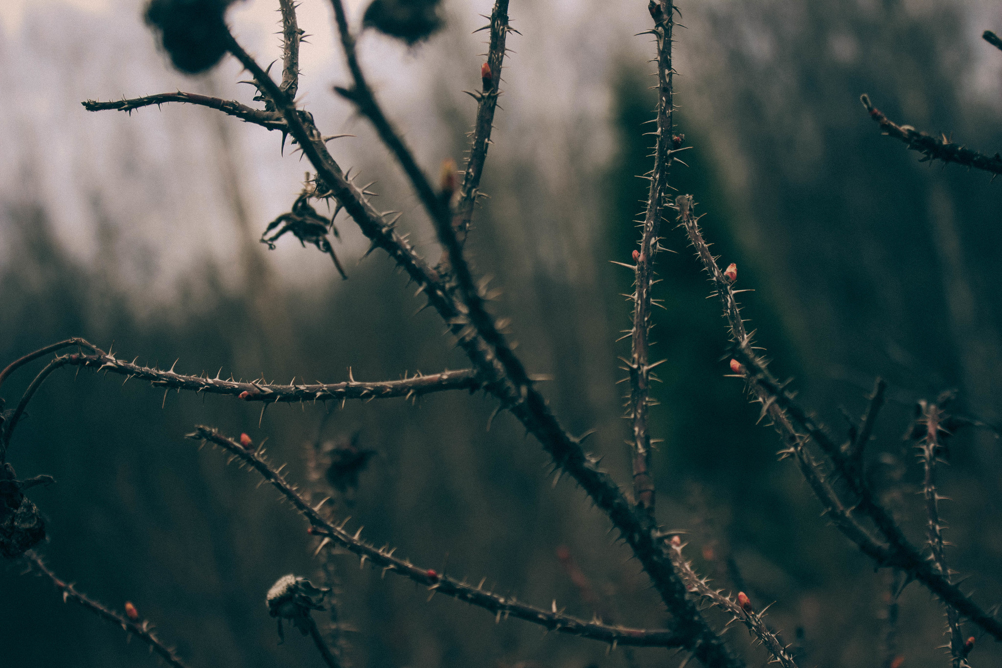 Walks of the Forest Witch - My, Forest, Nature, Frogs, Mushrooms, Rose hip, atmospheric place, Dusk, Canon 500D, Longpost