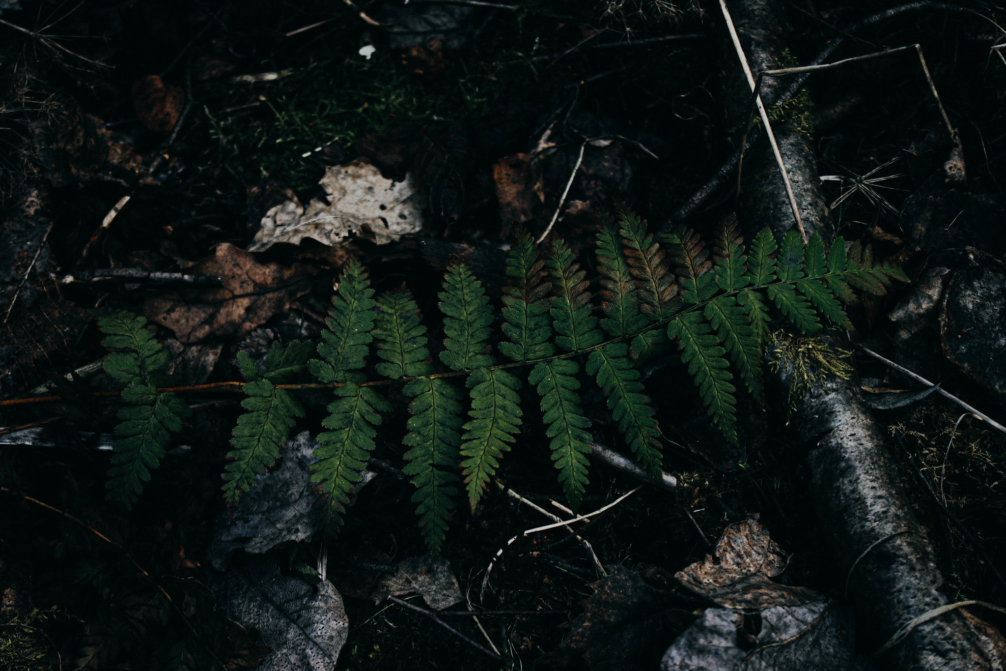 Walks of the Forest Witch - My, Forest, Nature, Frogs, Mushrooms, Rose hip, atmospheric place, Dusk, Canon 500D, Longpost