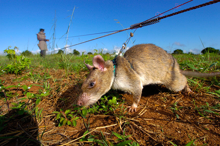 Is it legal to walk a rat these days? - Rat, Walking, Humor, Actual, Pets, The photo, Longpost