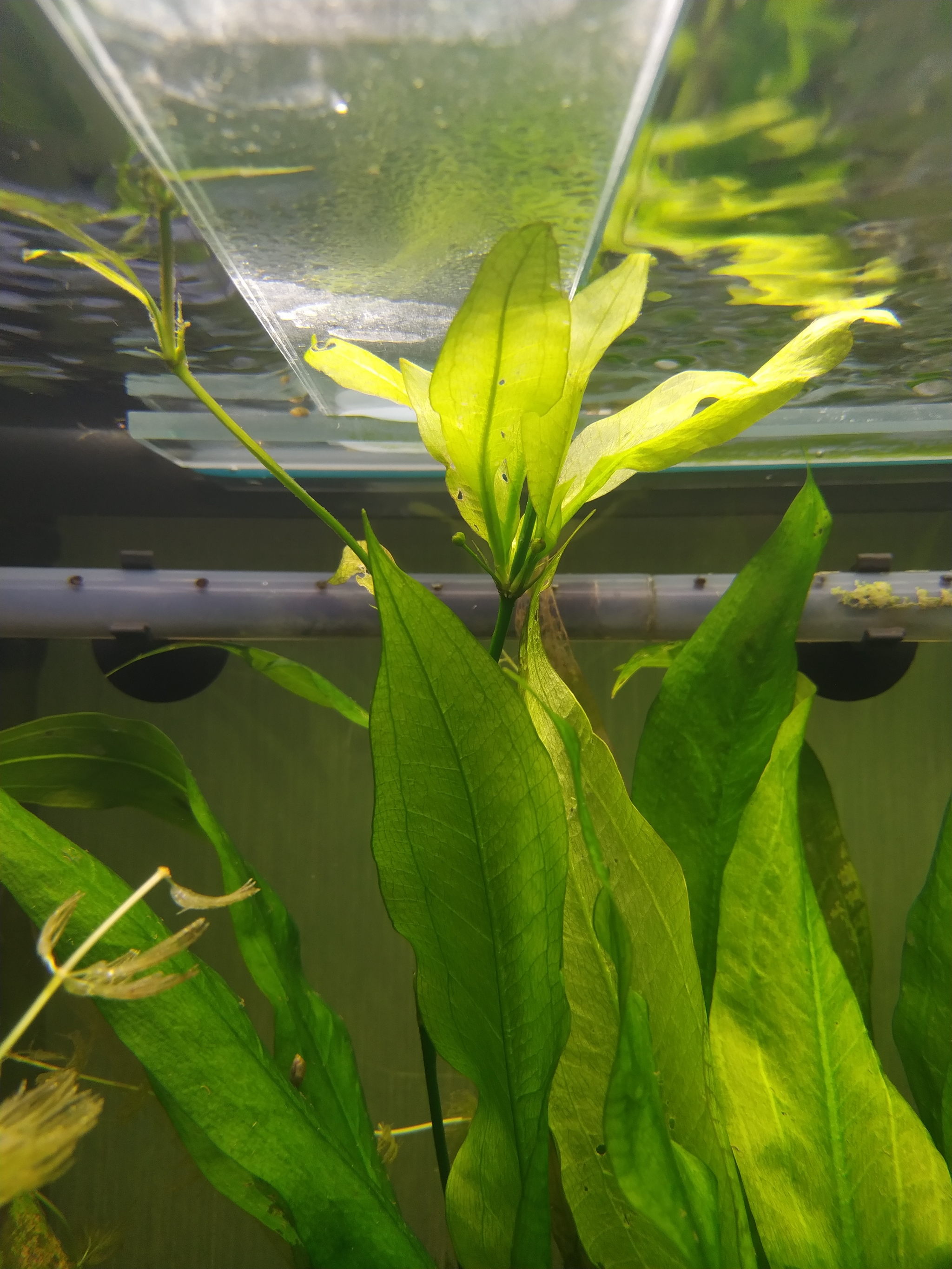 How to grow echinodorus on a windowsill? Share your experience) - My, Aquarium plants, Aquarium, Aquarium, Longpost