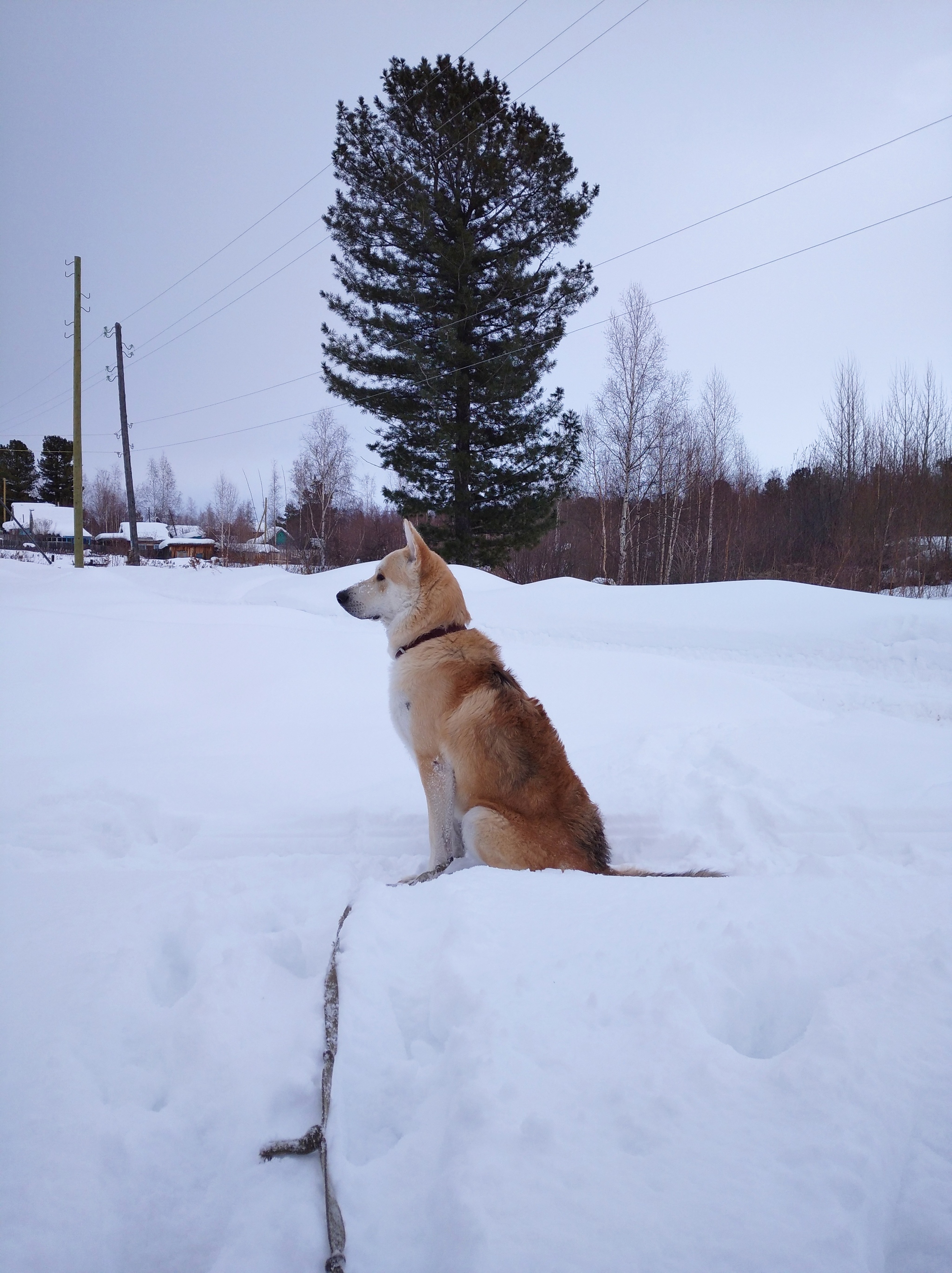 Was / Became - My, Dog, It Was-It Was, Good boy, Longpost