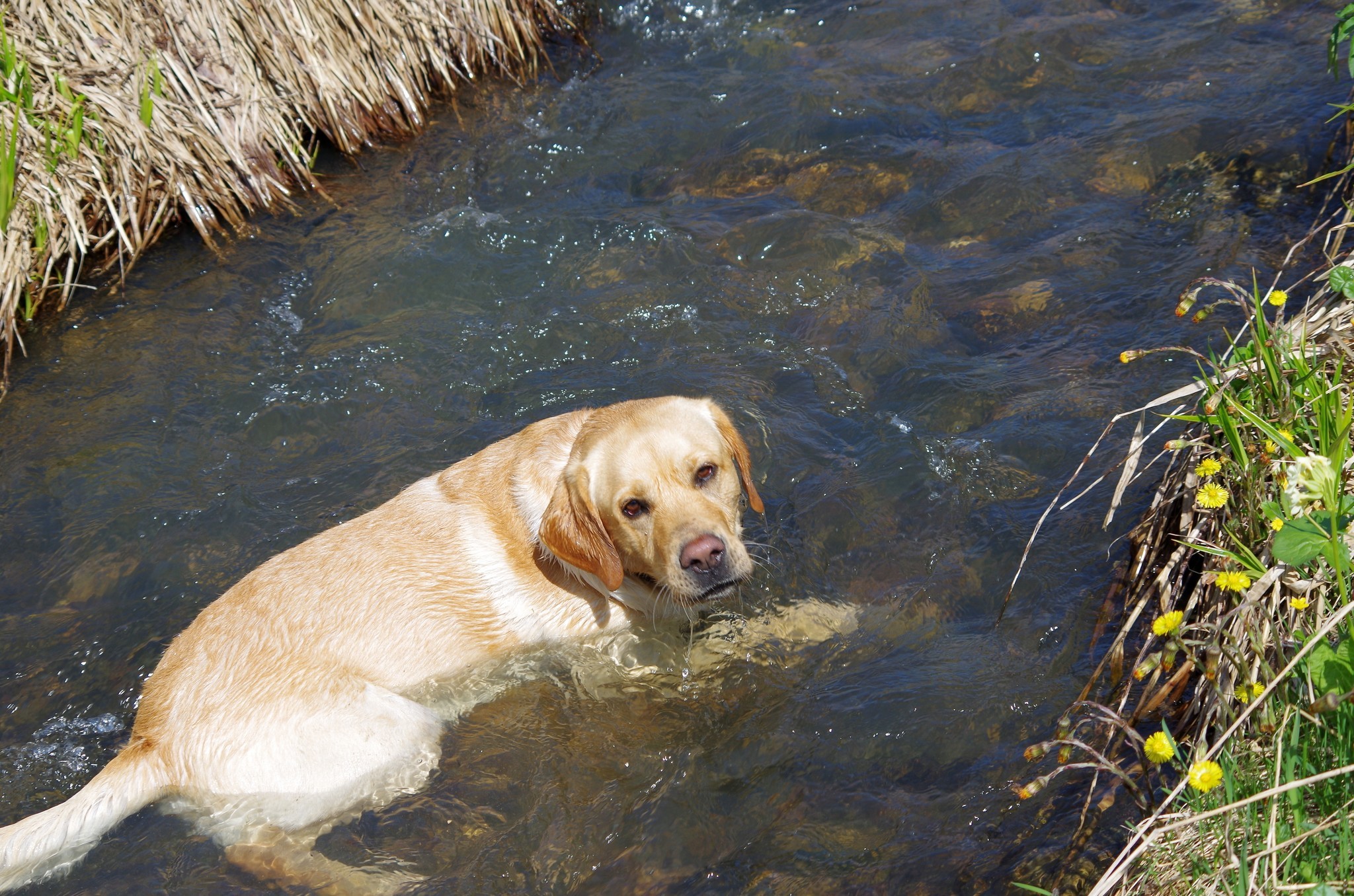 It was - it was - My, Dog, Labrador, It Was-It Was, Longpost