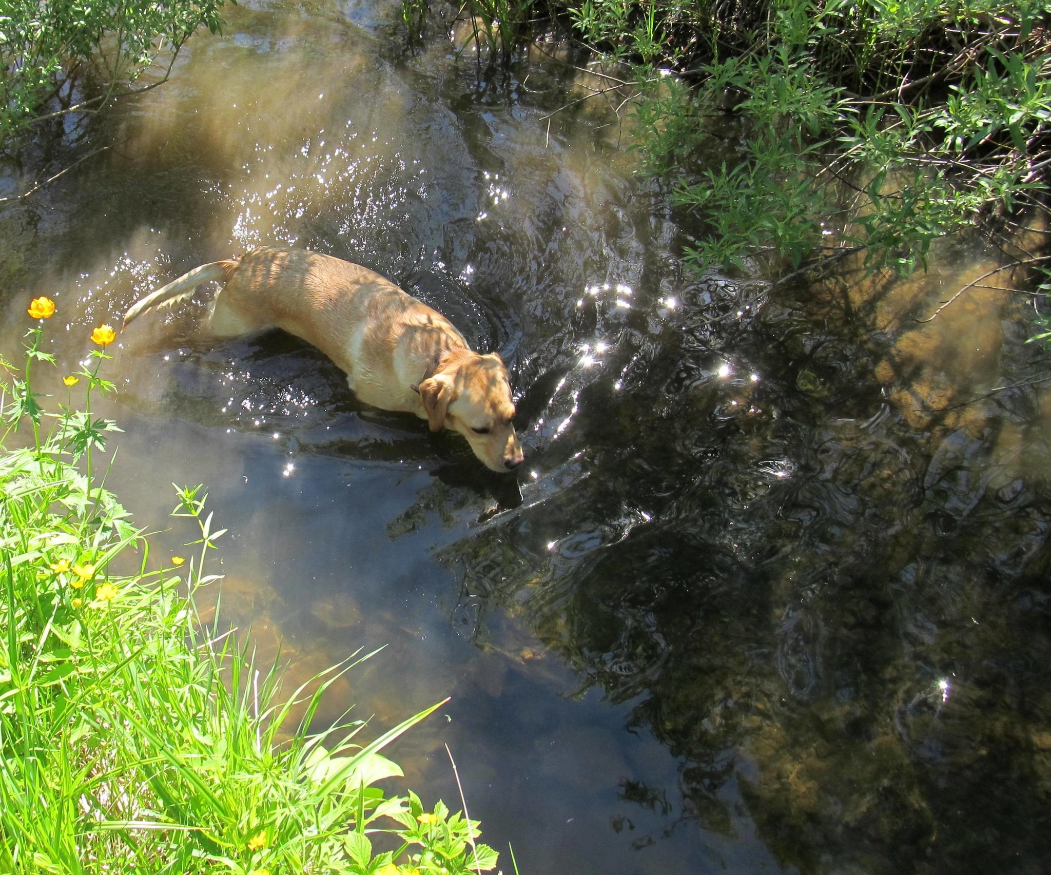 It was - it was - My, Dog, Labrador, It Was-It Was, Longpost