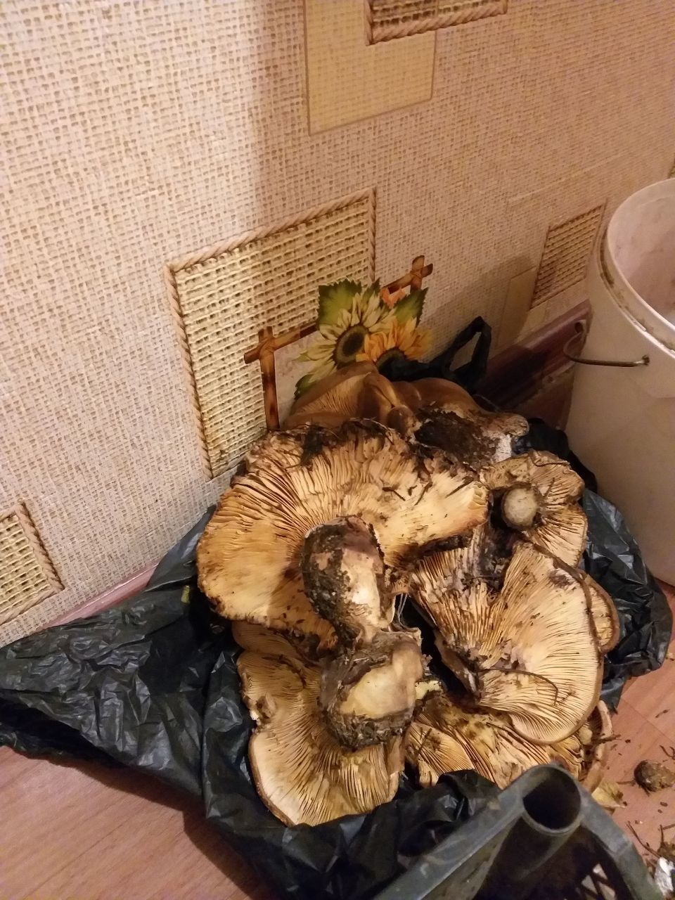 Help me with the mushrooms, otherwise I’ll die! - My, Mushrooms, Help, Mushroom pickers, Longpost