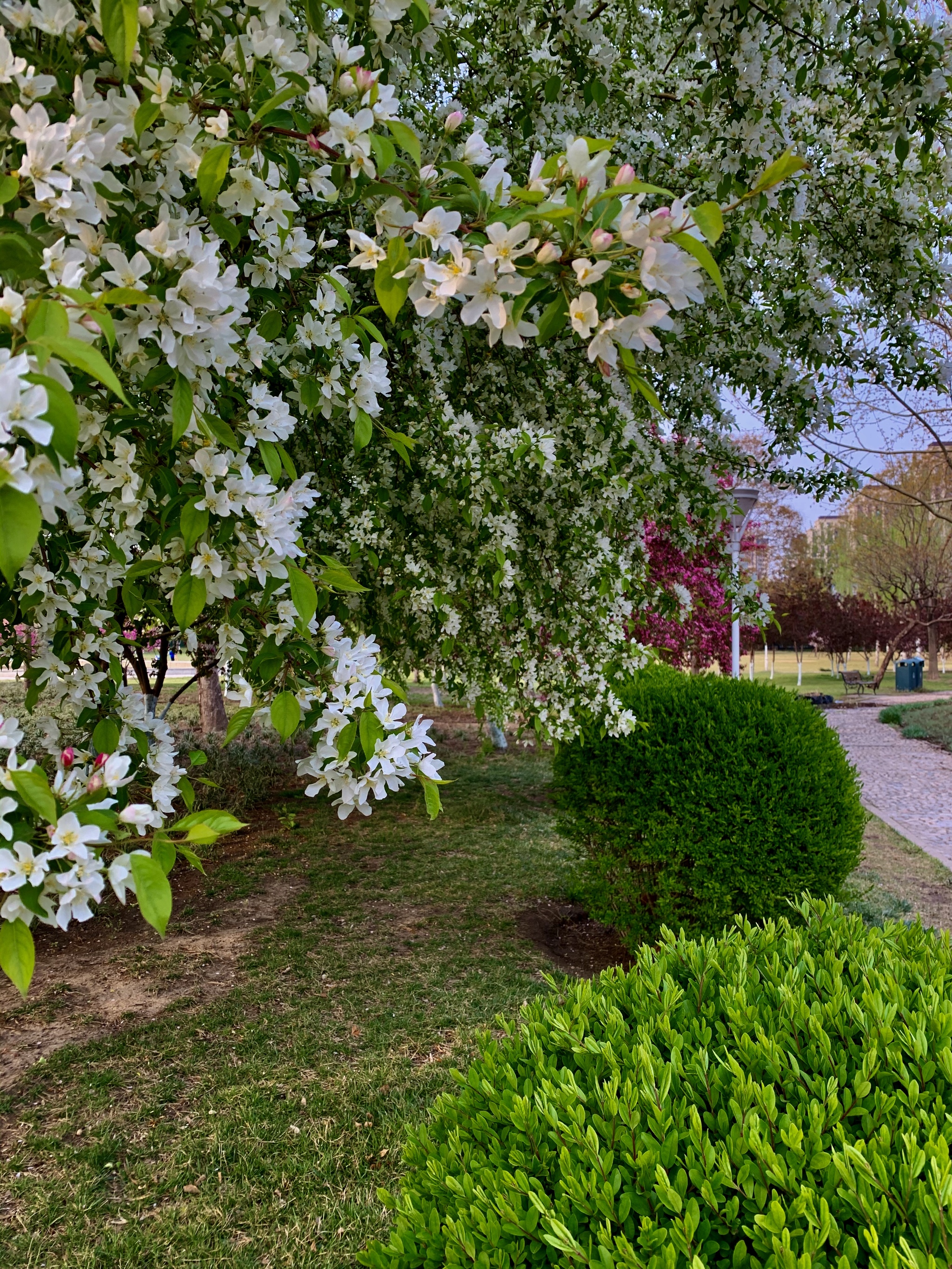 So that spring does not pass unnoticed - My, China, beauty, Nature, Spring, Flowers, The photo, Mobile photography, Longpost