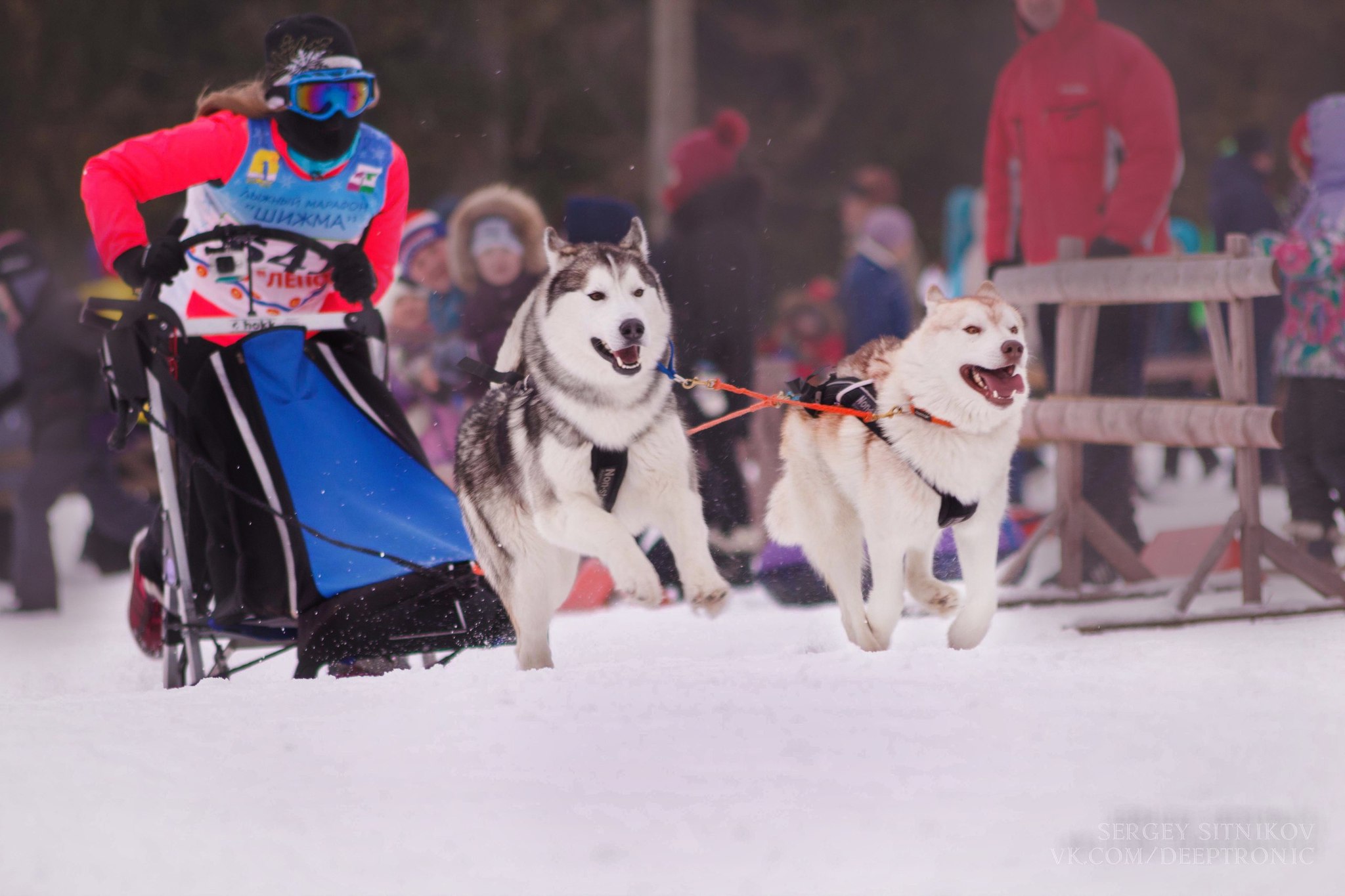 Reason to love winter - My, Dog, Husky, Dog sled, The photo, Longpost