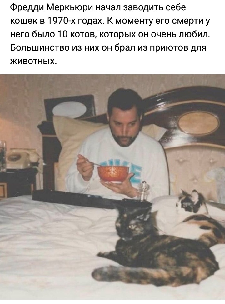 I can't believe people like this can be so lonely. - In contact with, Freddie Mercury, cat