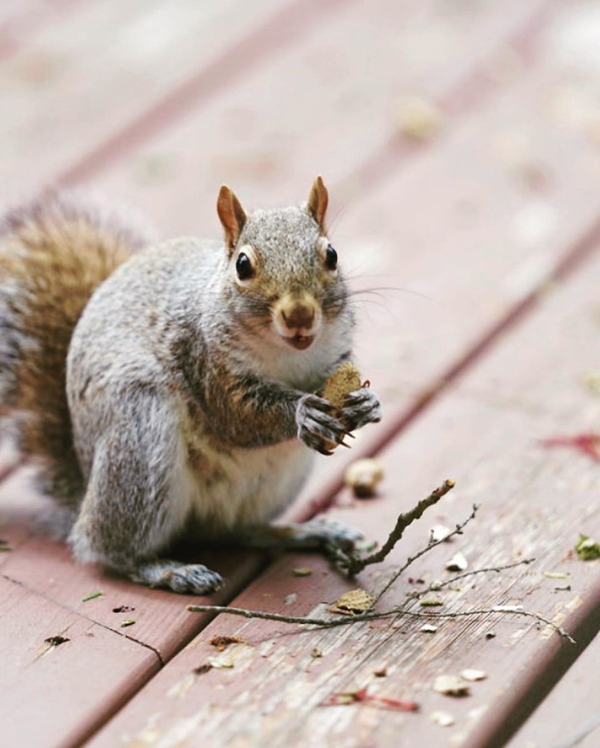 Animal News - My, Squirrel, Rodents, Fluffy, Milota, Photographer, Longpost