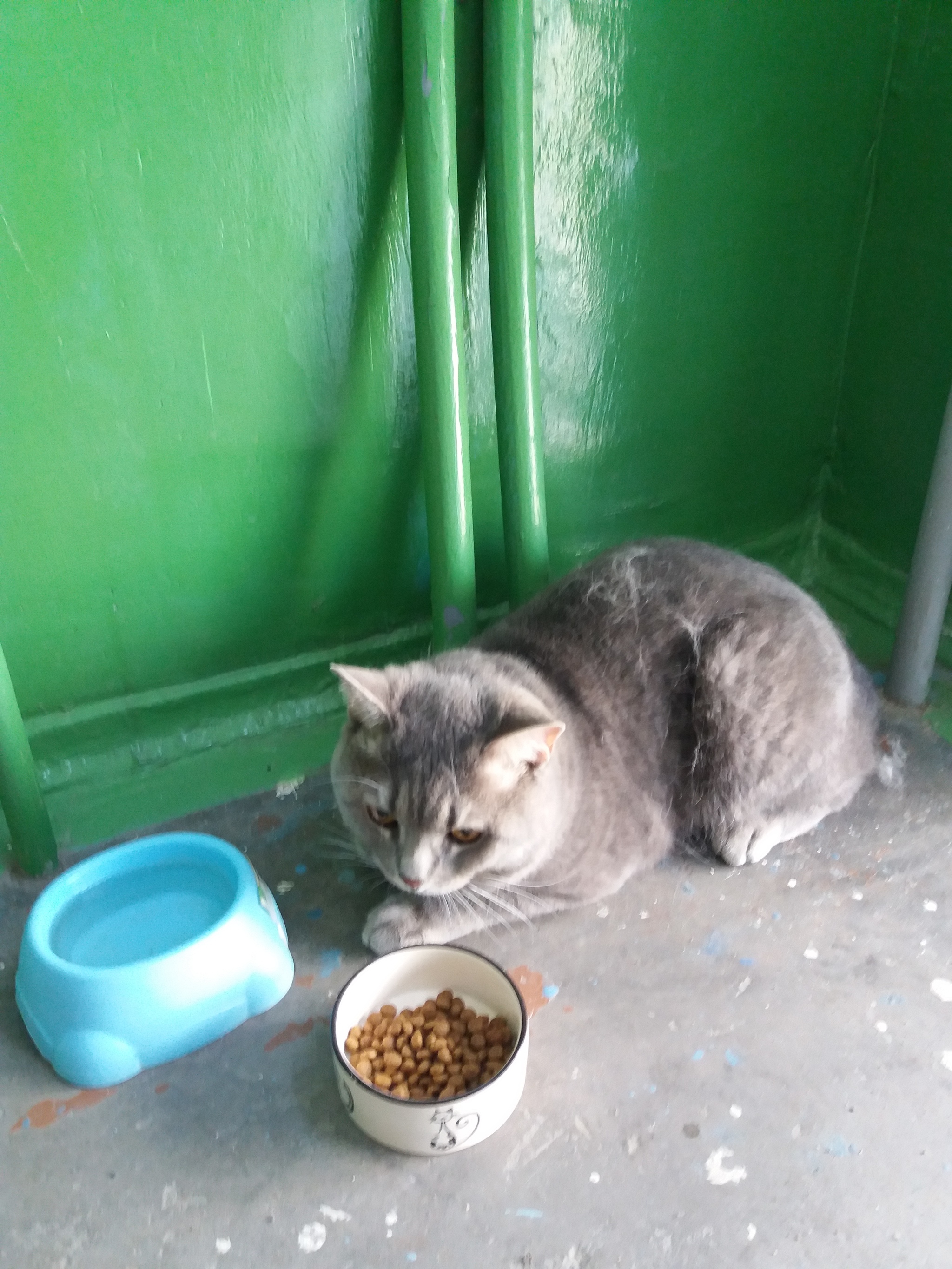 Tomsk cat found [Owners found] - My, Tomsk, No rating, Lost, cat, Longpost, In good hands