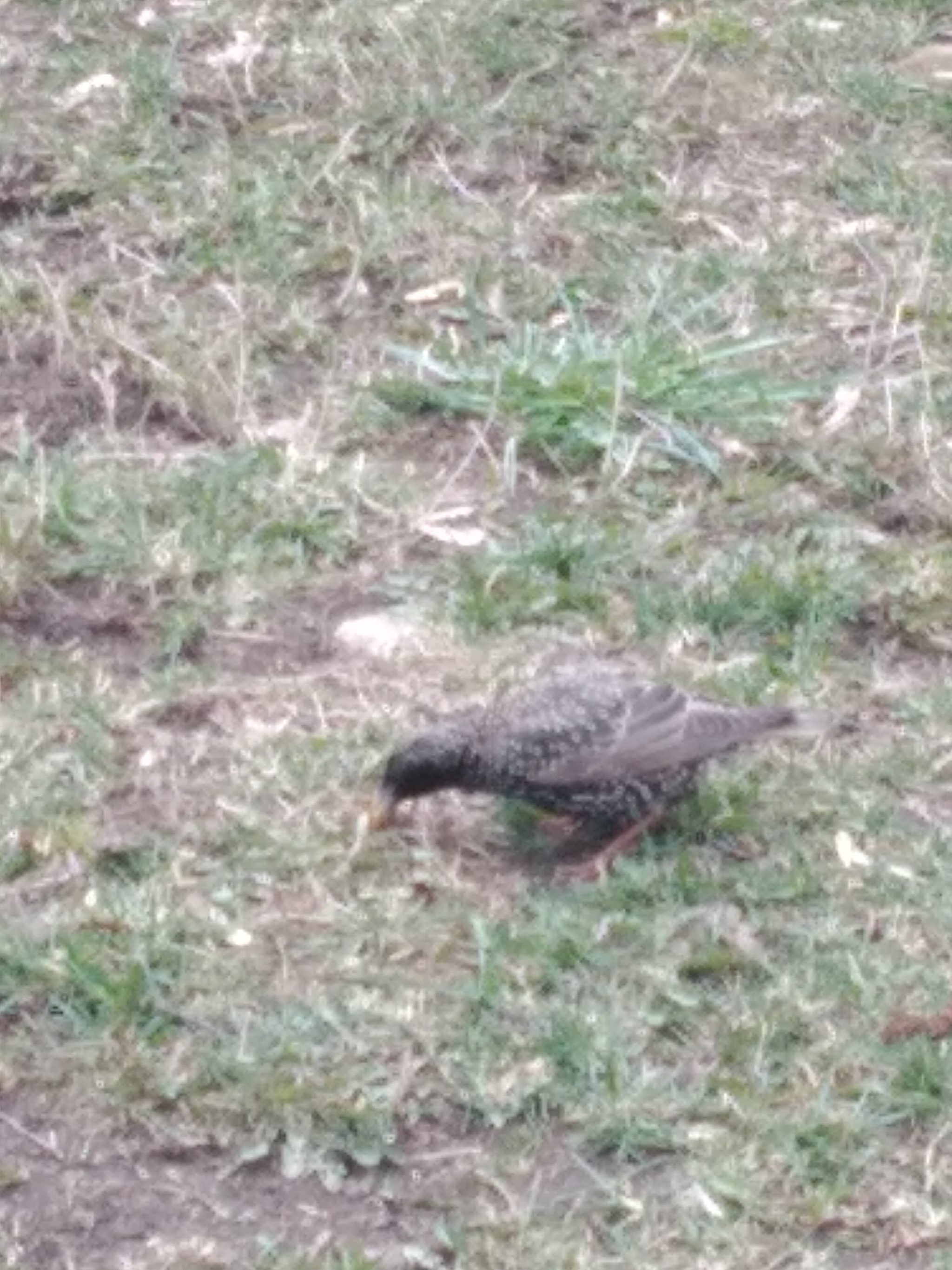 Help identify the bird - Birds, Moscow, No rating, Longpost