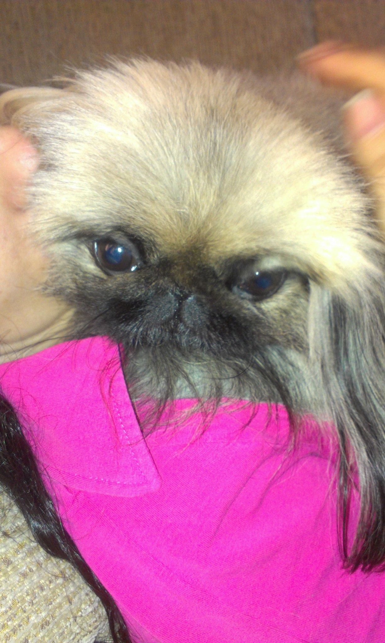 Was - Has become - My, Dog, Pekingese, Longpost, It Was-It Was