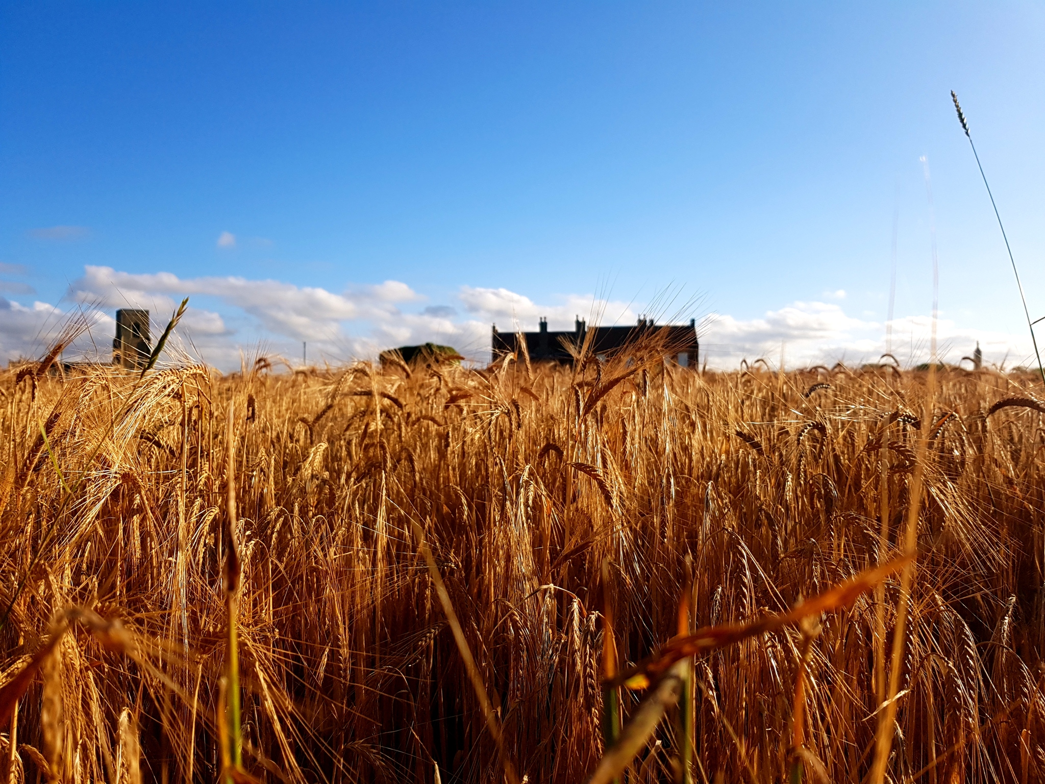 Golden field - My, Nature, The photo, Poppy, Landscape, Longpost