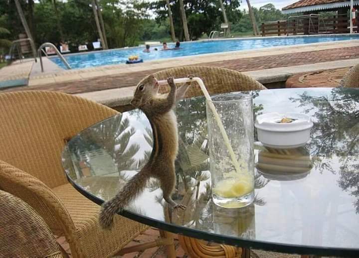 The squirrel came to the cocktail lover - From the network, Squirrel, Animals, Milota