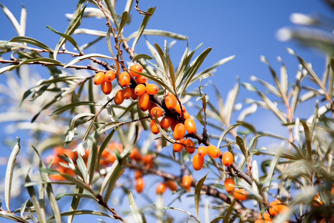 Scientists have developed a new technology for the production of sea buckthorn herbal tea - Akademgorodok, Sea buckthorn, Selection, Copy-paste, Longpost