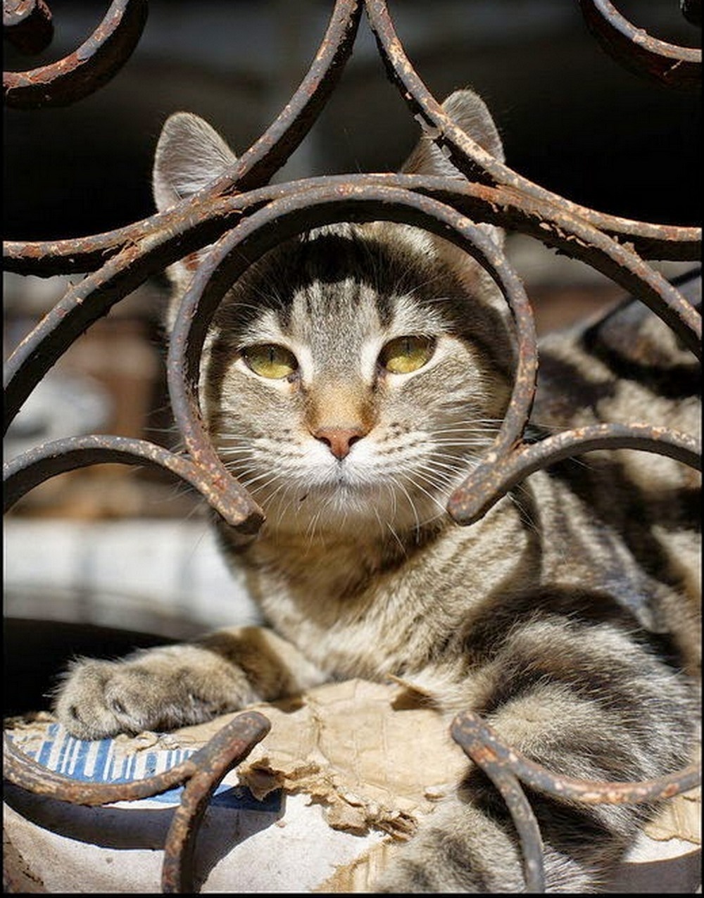 In the sun... - cat, Mood