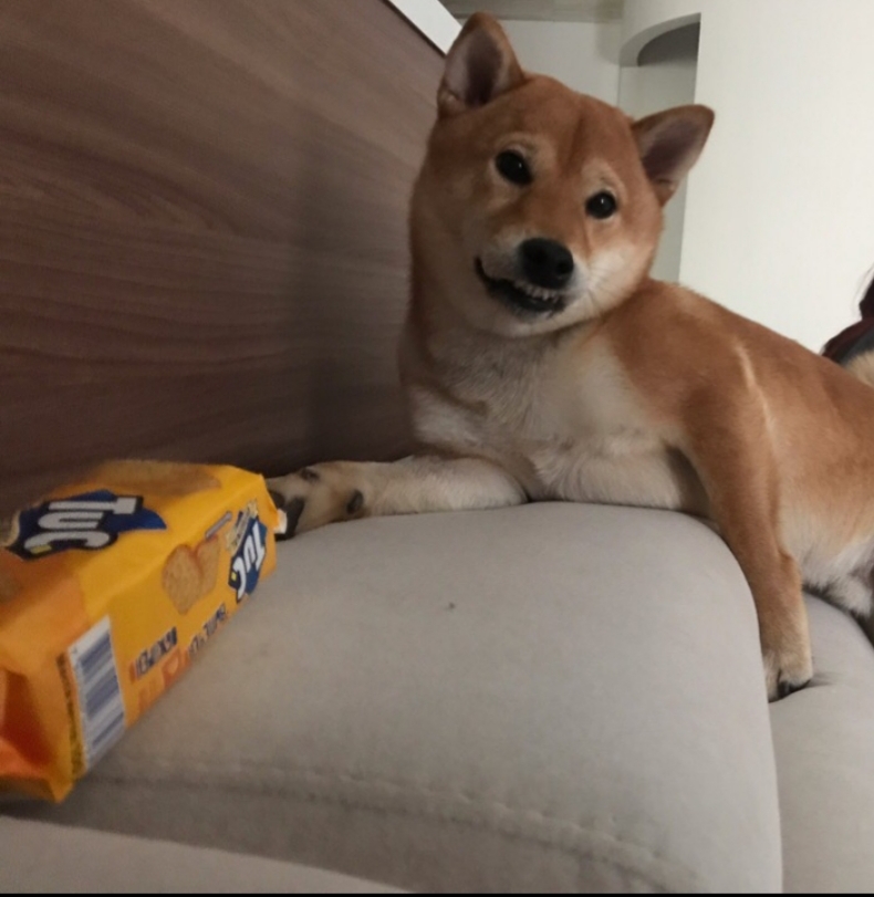 My disgrace. It was - it became - My, It Was-It Was, Pets, Dog, cat, Shiba Inu, Pet, Video, Longpost