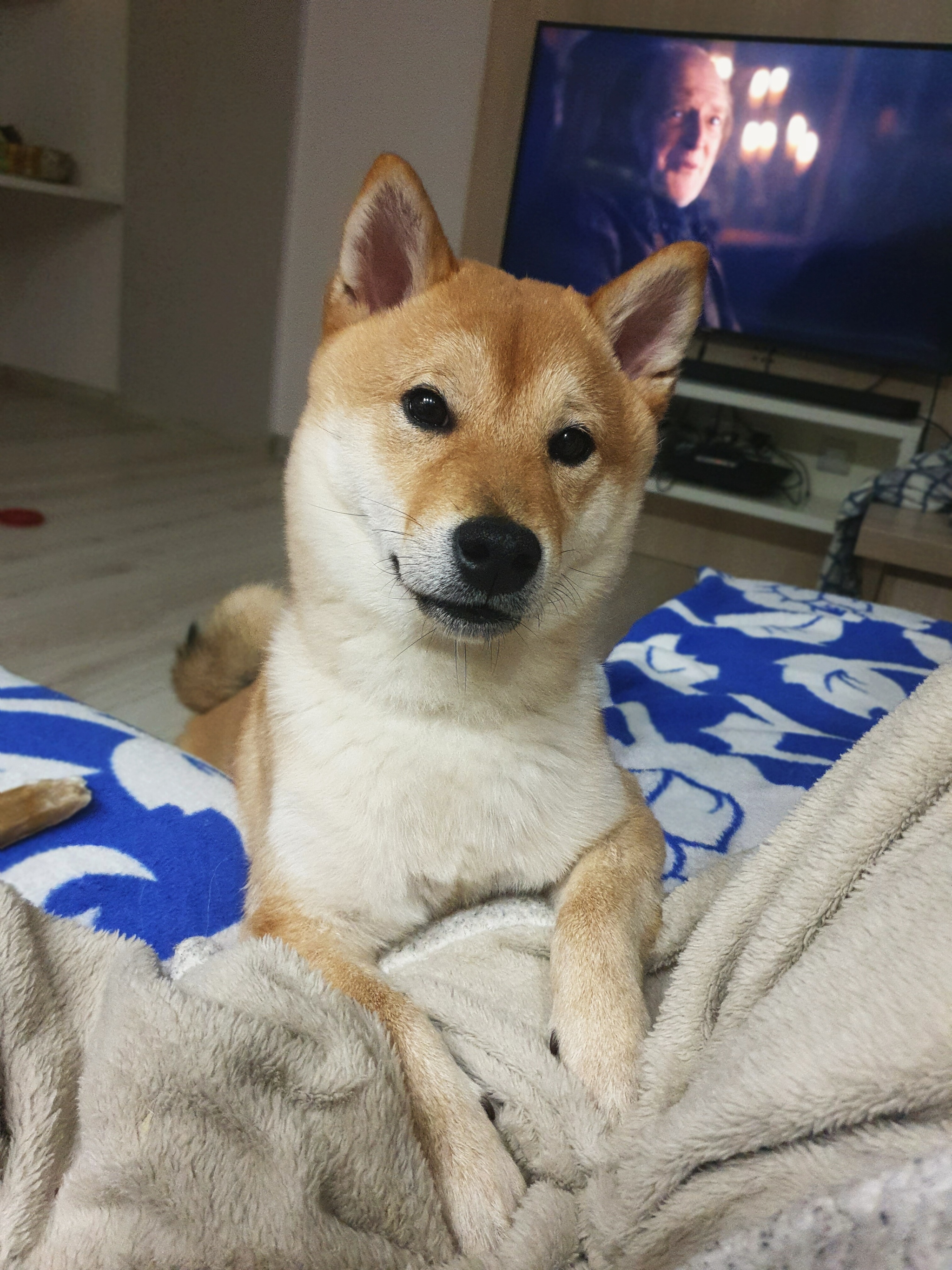 My disgrace. It was - it became - My, It Was-It Was, Pets, Dog, cat, Shiba Inu, Pet, Video, Longpost