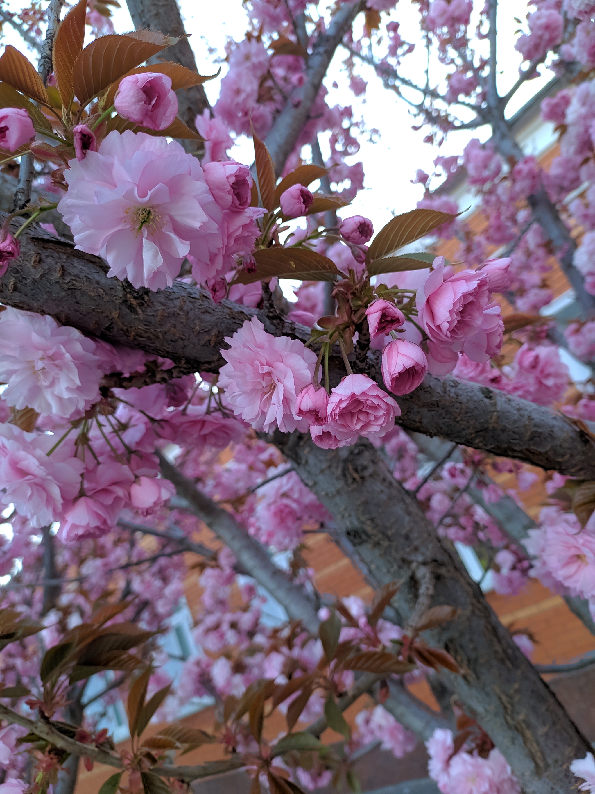 Sakura in Poltava - My, Spring, Poltava, Sakura, Quarantine, Longpost