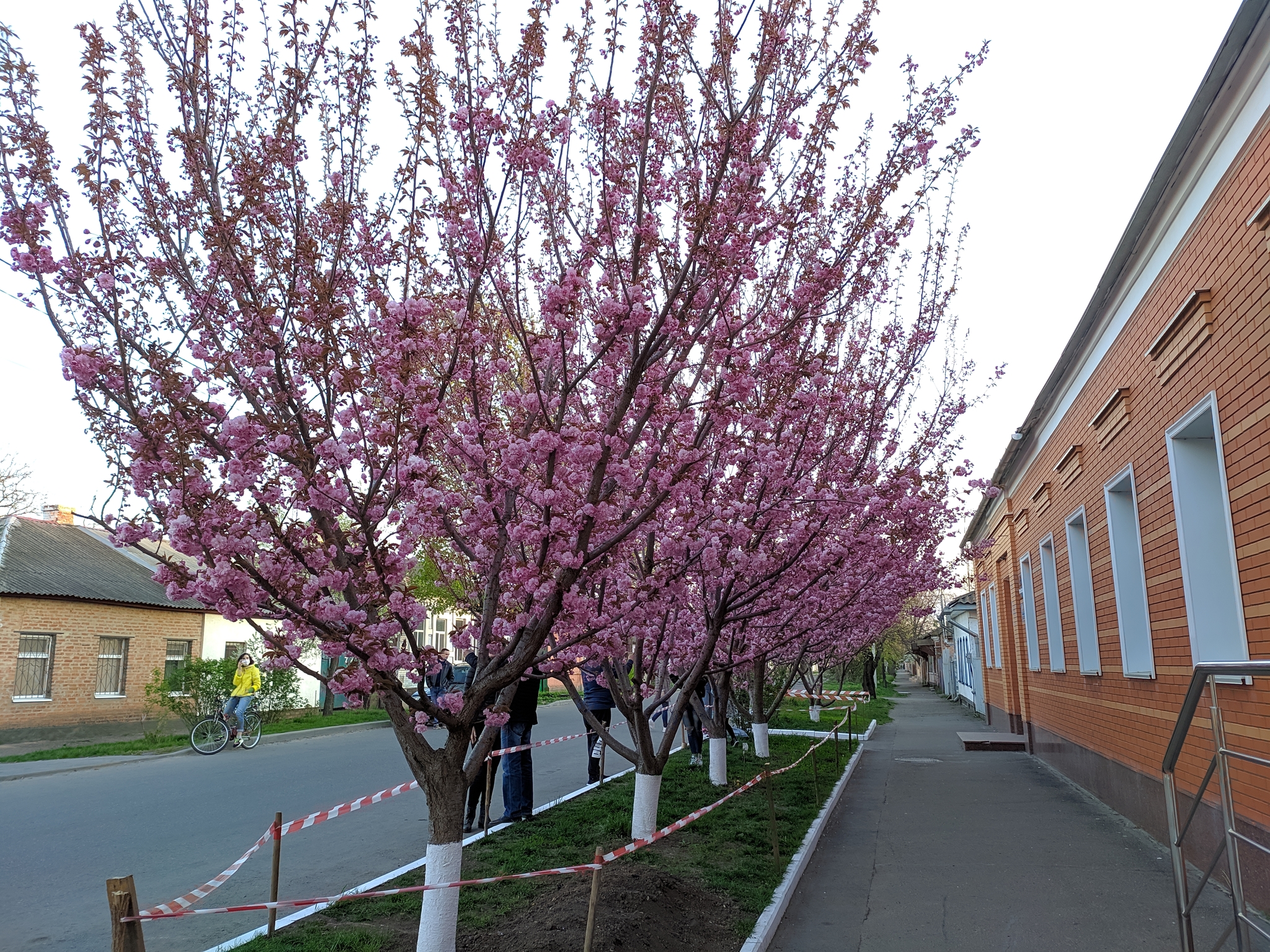 Sakura in Poltava - My, Spring, Poltava, Sakura, Quarantine, Longpost